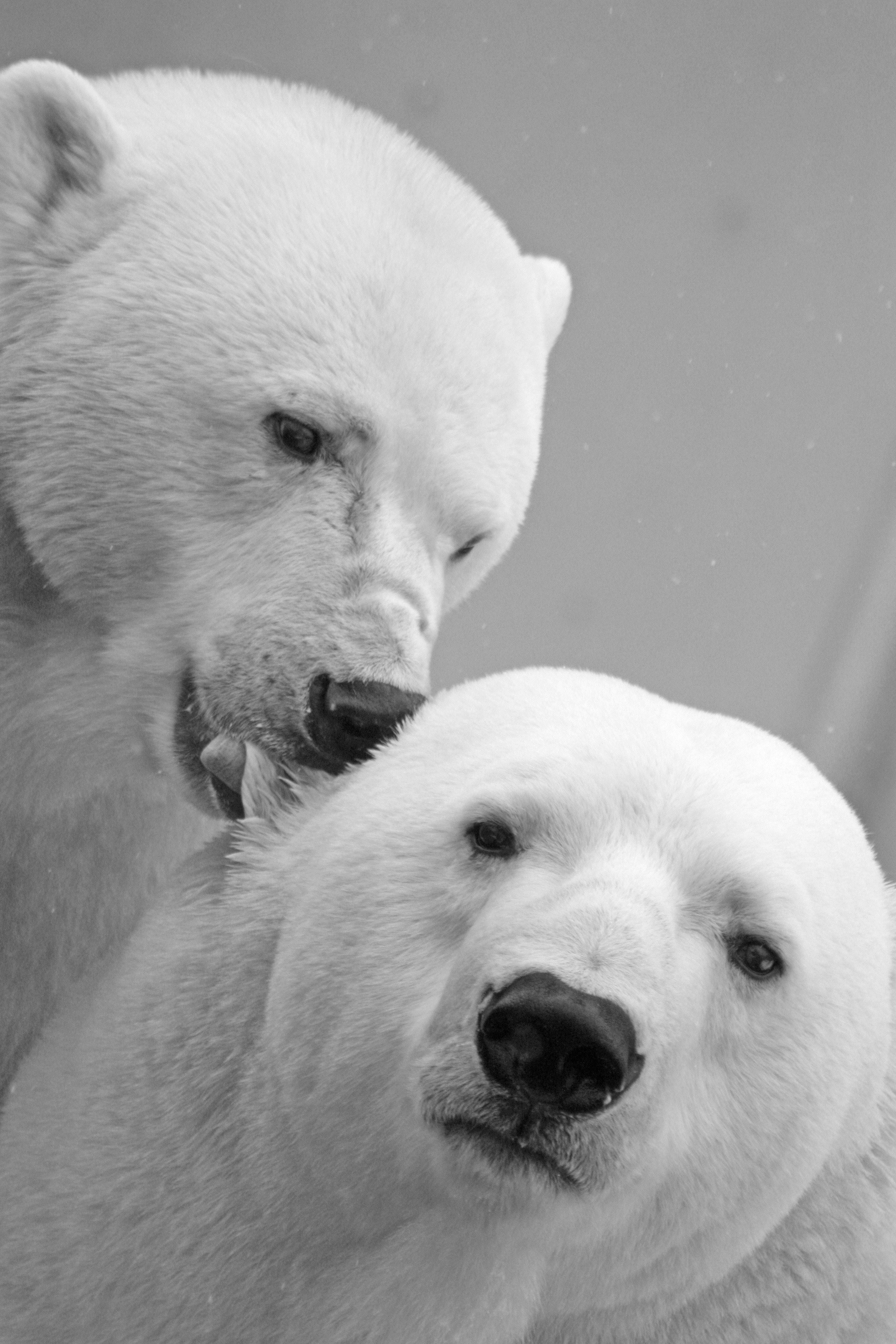 2848x4272 Polar Bears Photo, Download Free Polar Bears & HD Image