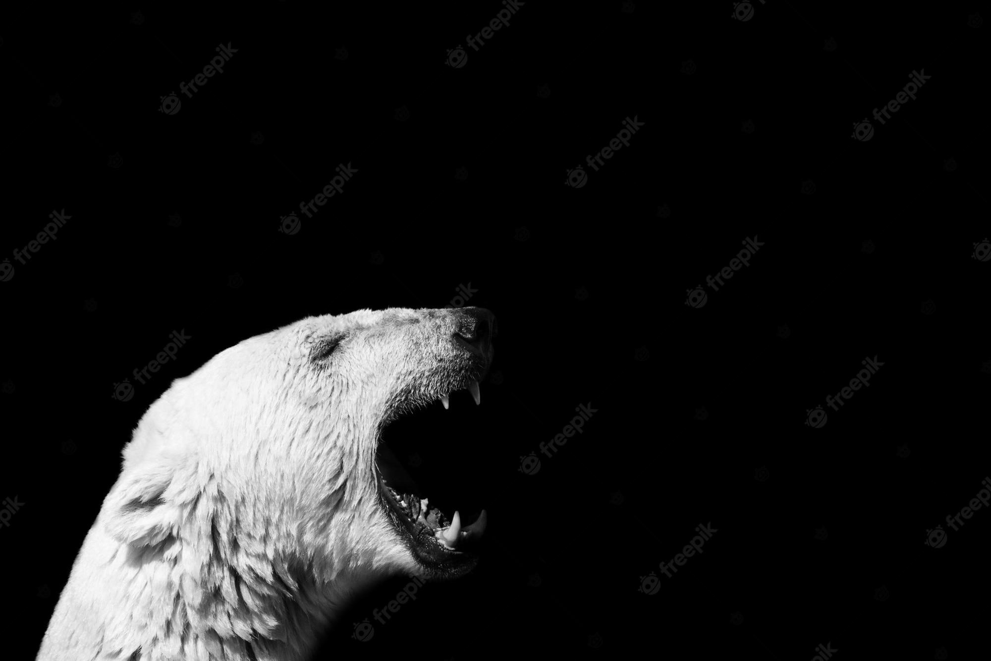 2000x1333 White Bear Picture