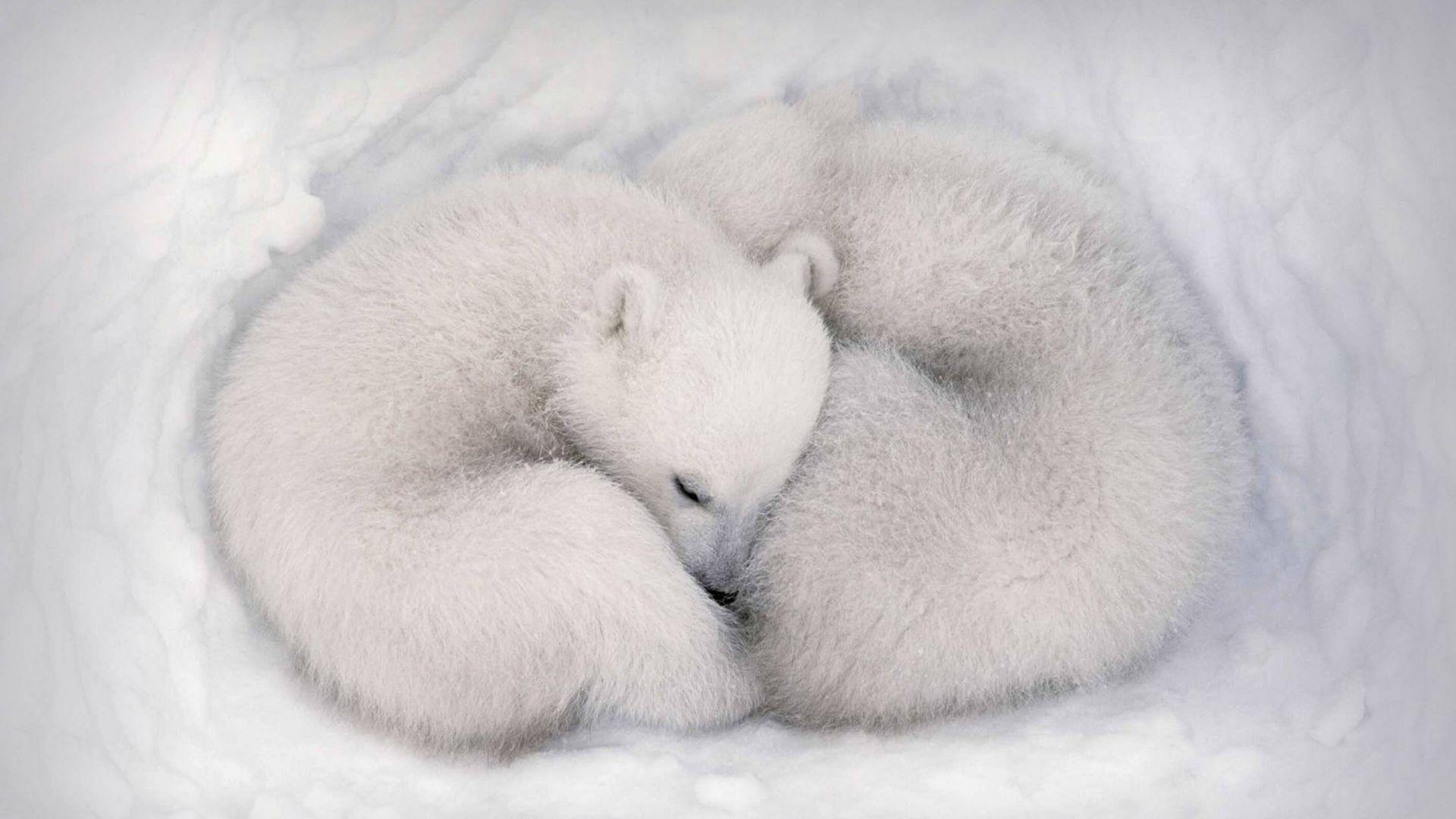 1920x1080 Wallpaper white bear, white, bear, cute animals, HD, Animals