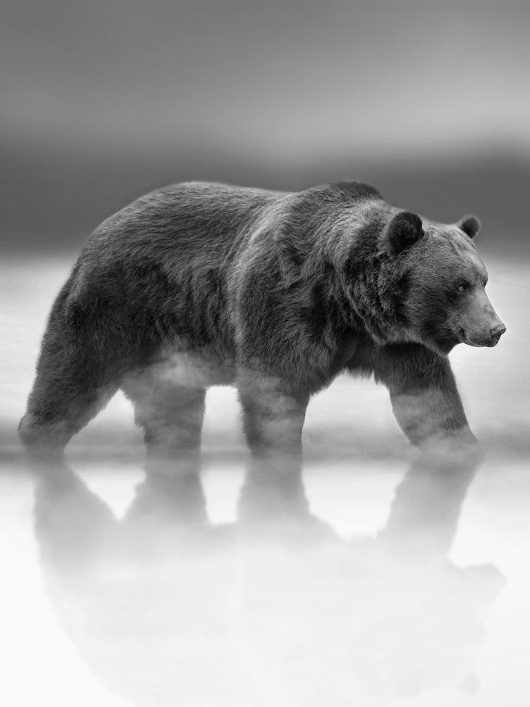 768x1024 Black White Bear Photography on 1stDibs