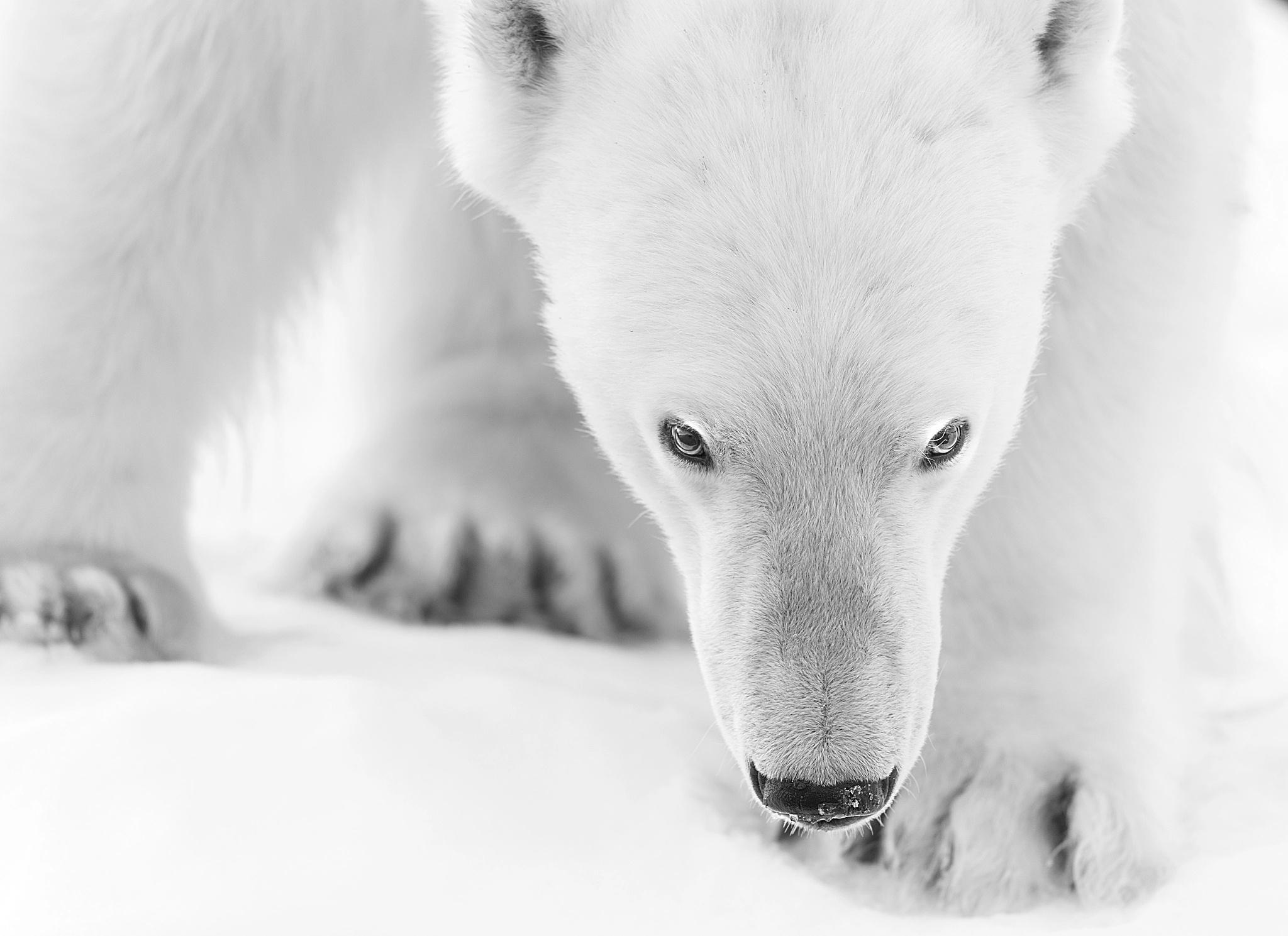 2048x1489 Polar Bear HD Wallpaper