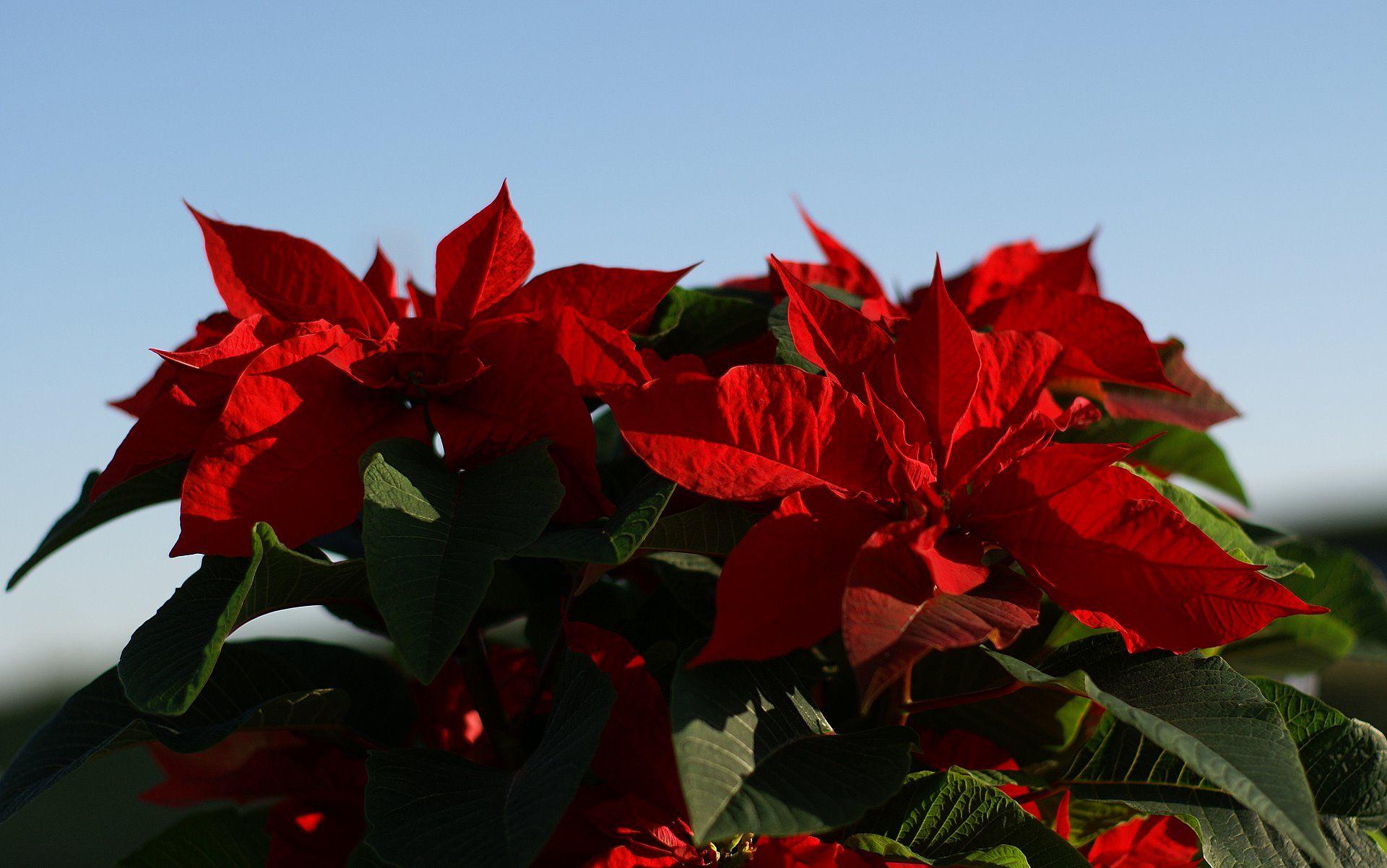 1920x1202 Christmas Star Poinsettia