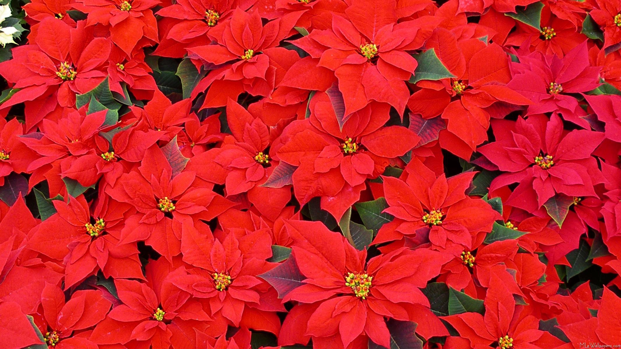 2131x1200 Christmas Poinsettias Wallpaper