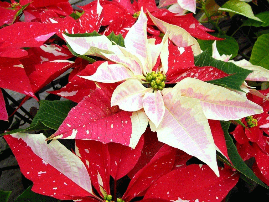 Christmas Poinsettia Wallpapers - Top Free Christmas Poinsettia Backgrounds - WallpaperAccess