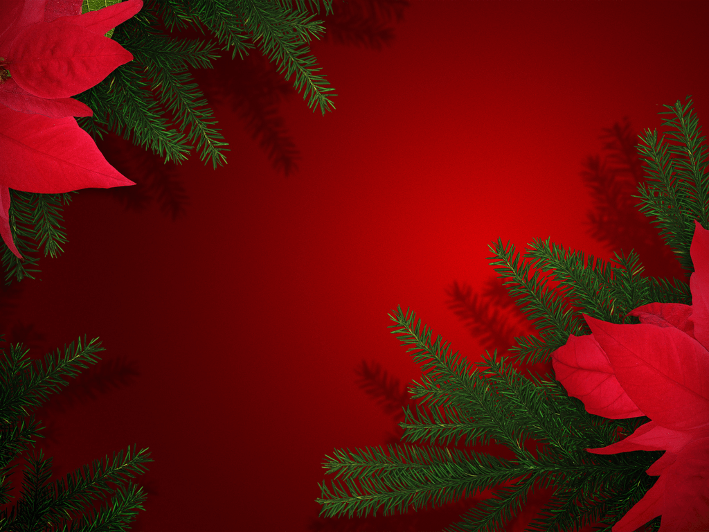 1024x768 Poinsettia Wallpaper Image
