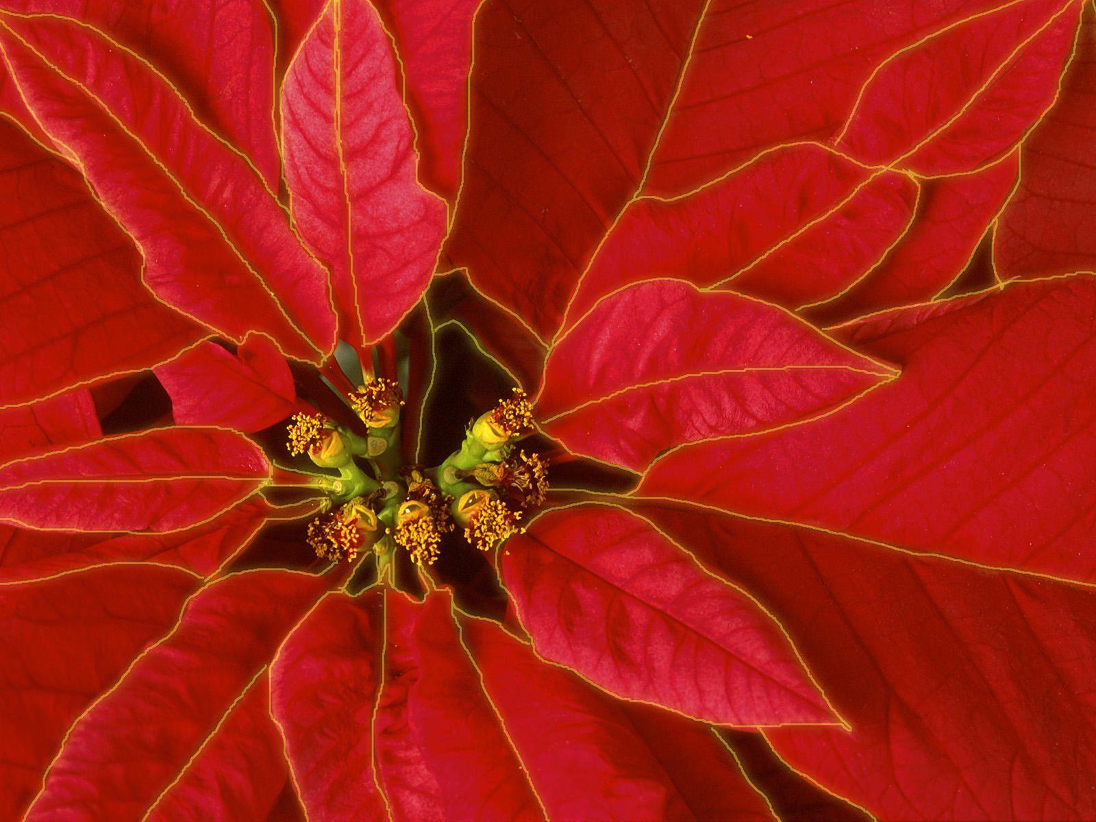 1600x1200 Christmas Poinsettia Wallpaper. Wallpaper High Definition
