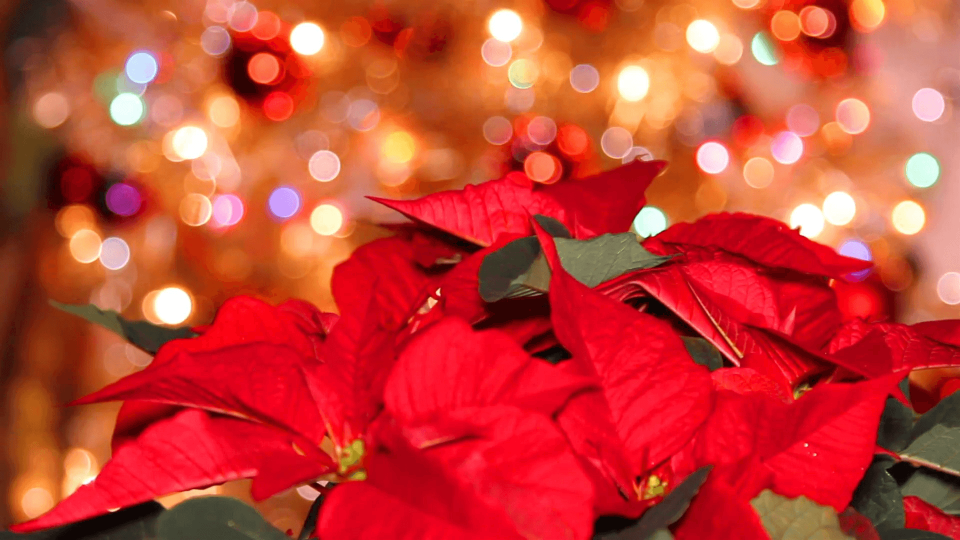 Christmas Poinsettia Wallpapers  Top Free Christmas Poinsettia Backgrounds   WallpaperAccess