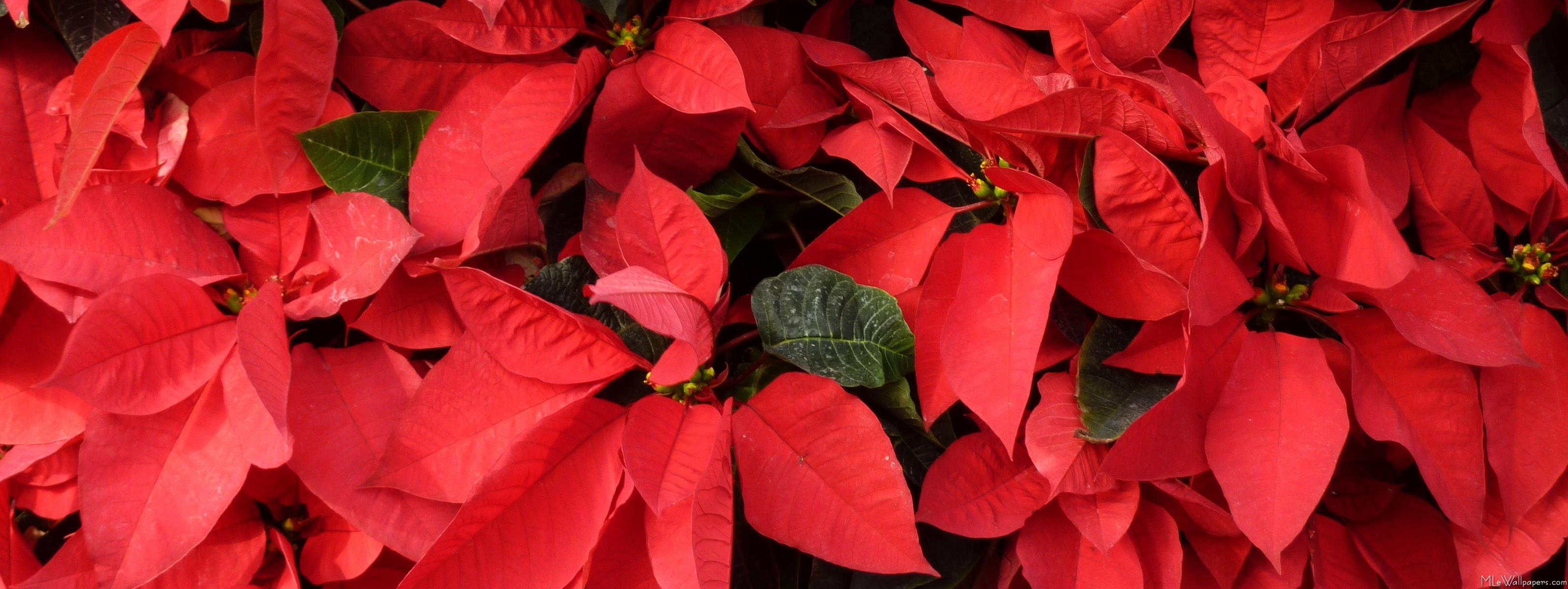 3193x1200 MLeWallpaper.com Poinsettias II
