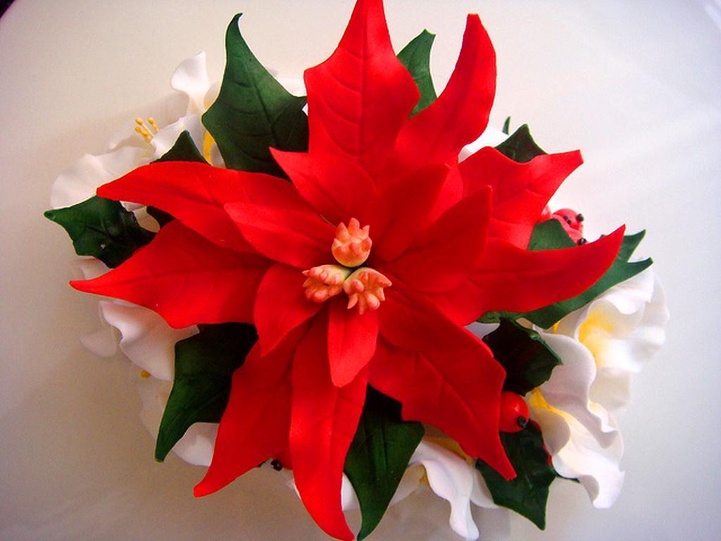 1024x768 Poinsettia Background. Wallpaper
