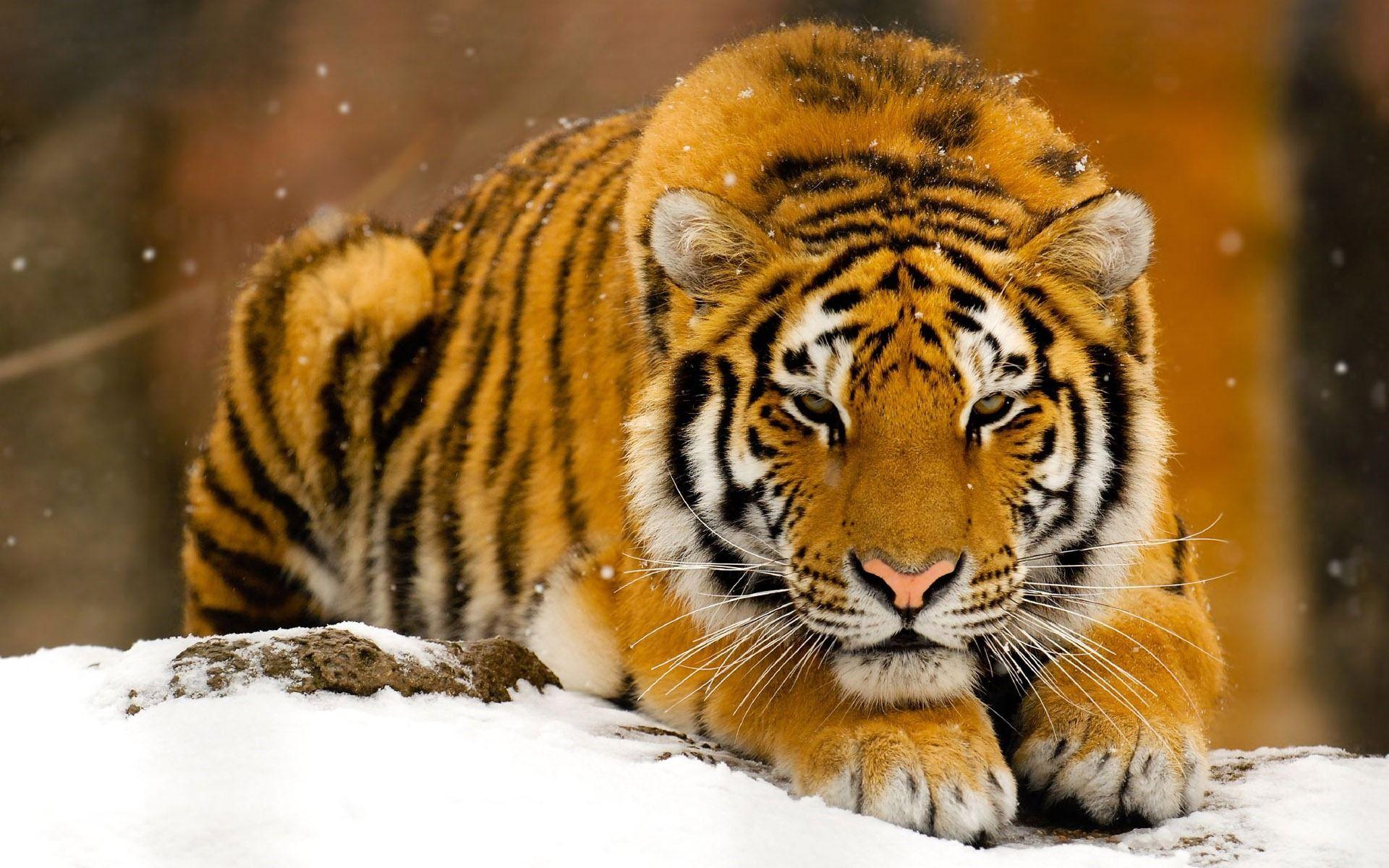 1920x1200 Desktop Wallpaper Animals