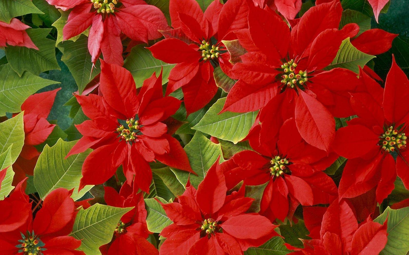 Poinsettia Background Images HD Pictures and Wallpaper For Free Download   Pngtree