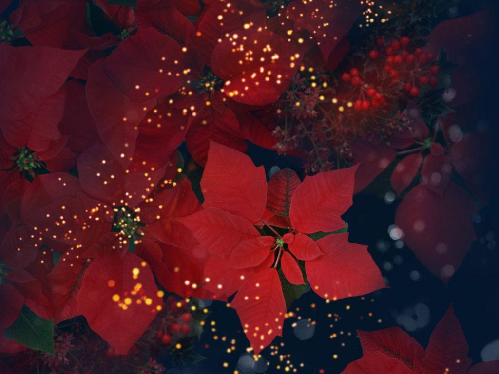 Christmas Poinsettia Wallpapers - Top Free Christmas Poinsettia