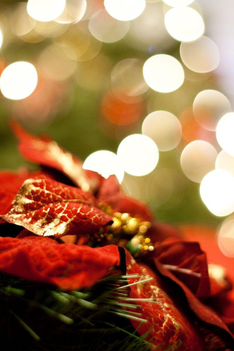 800x1200 Poinsettia