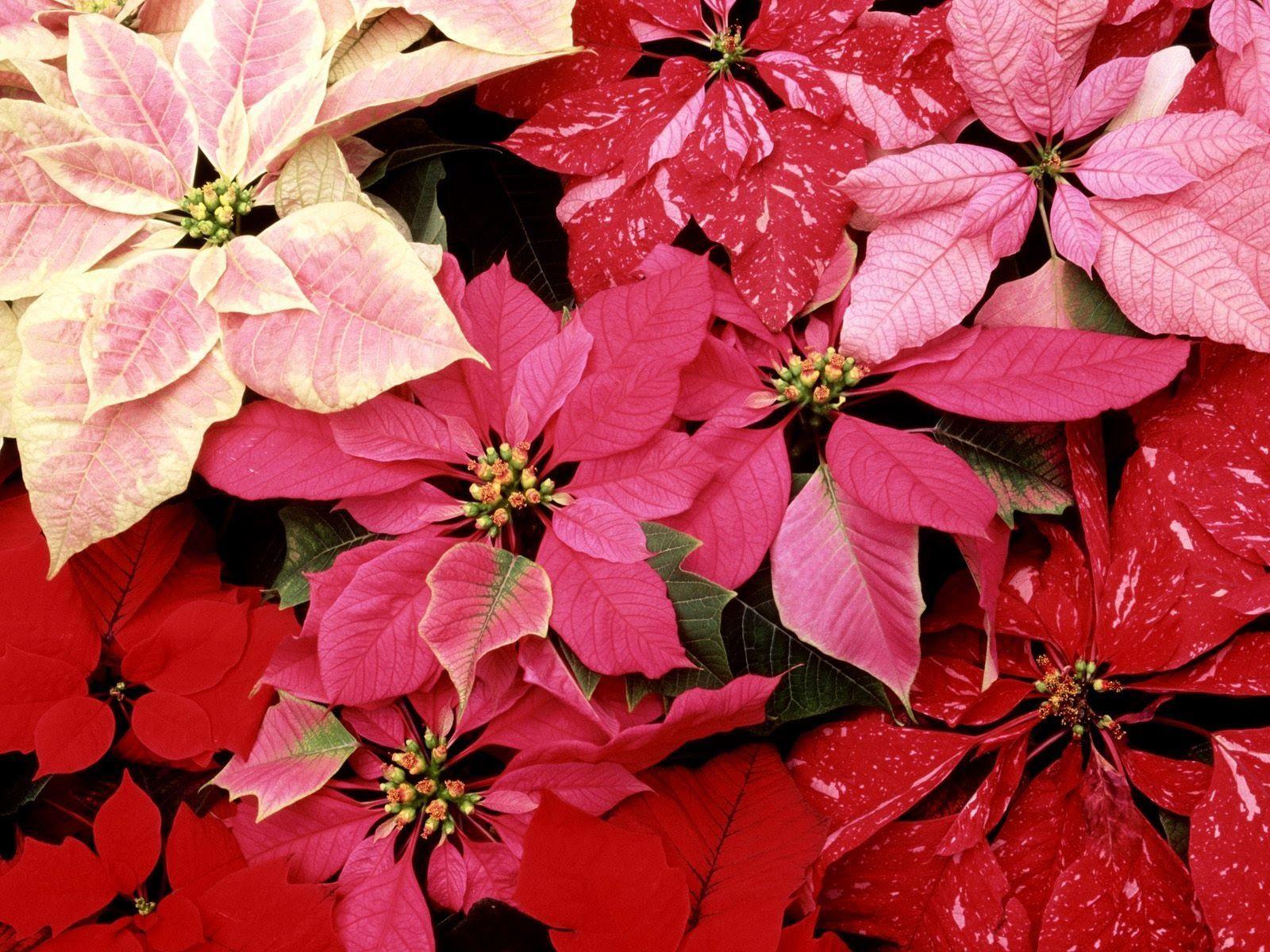 Christmas Poinsettia Pictures 