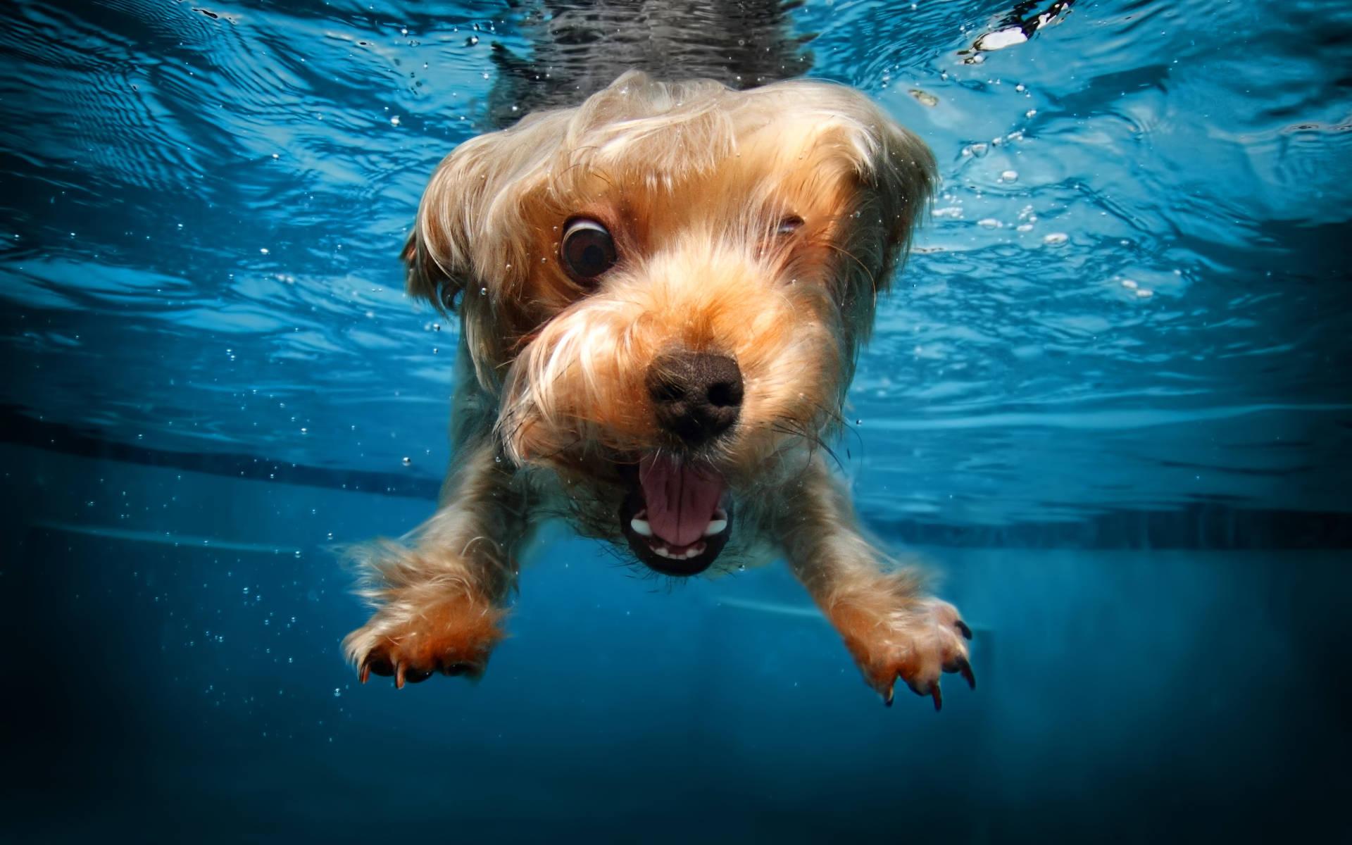 1920x1200 Download Swimming Puppy Underwater Photography Wallpaper