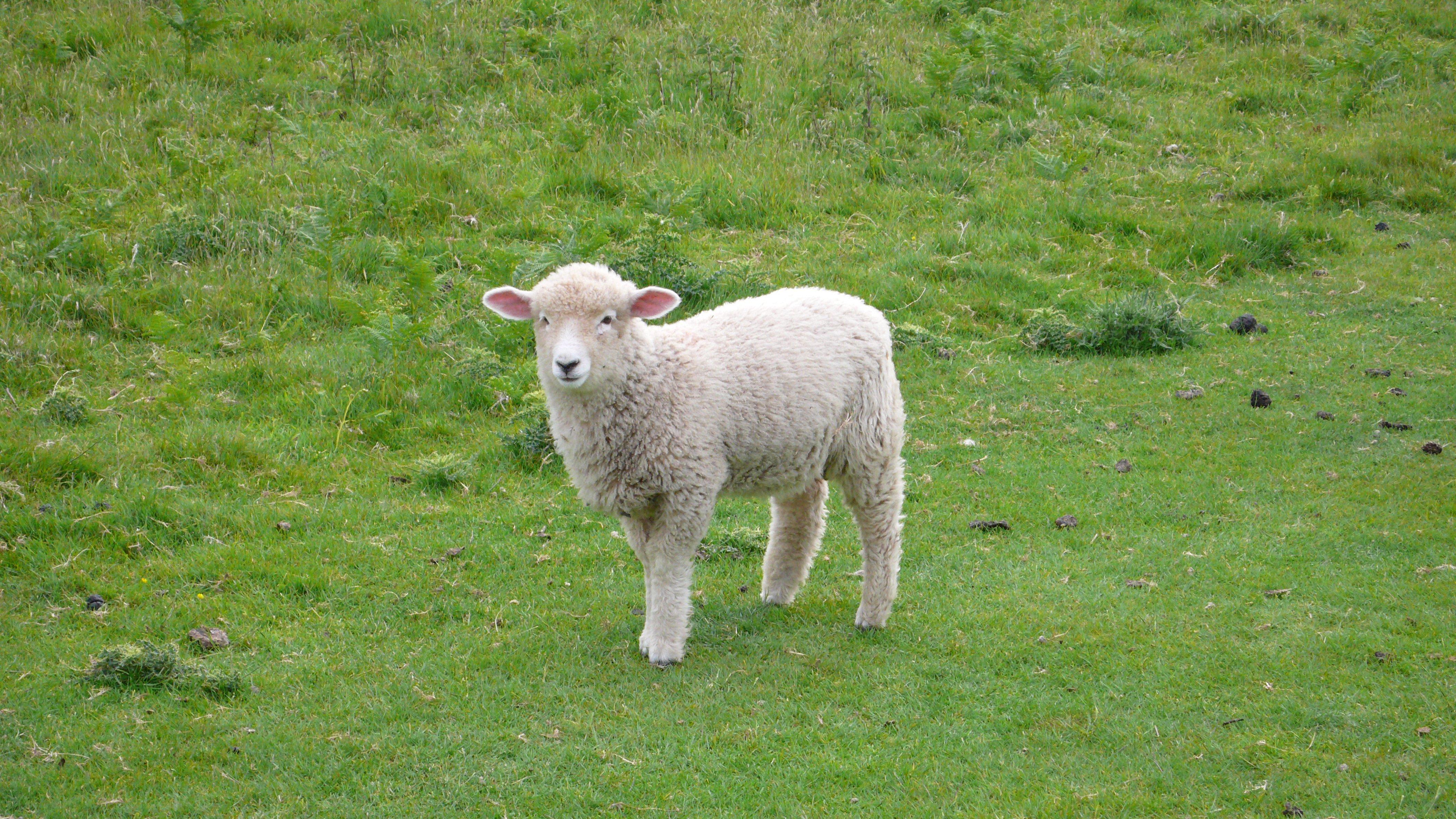 4224x2376 SHEEP wallpaperx2376
