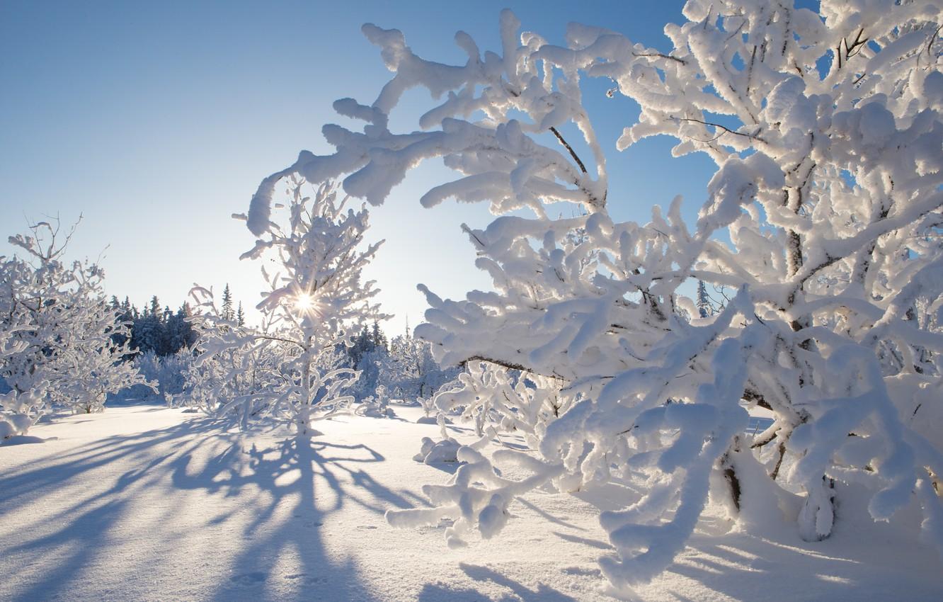 1332x850 Wallpaper winter, snow, trees, Canada, Canada, Northwest Territories, Northwest territories, Kakisa, Kakisa image for desktop, section природа