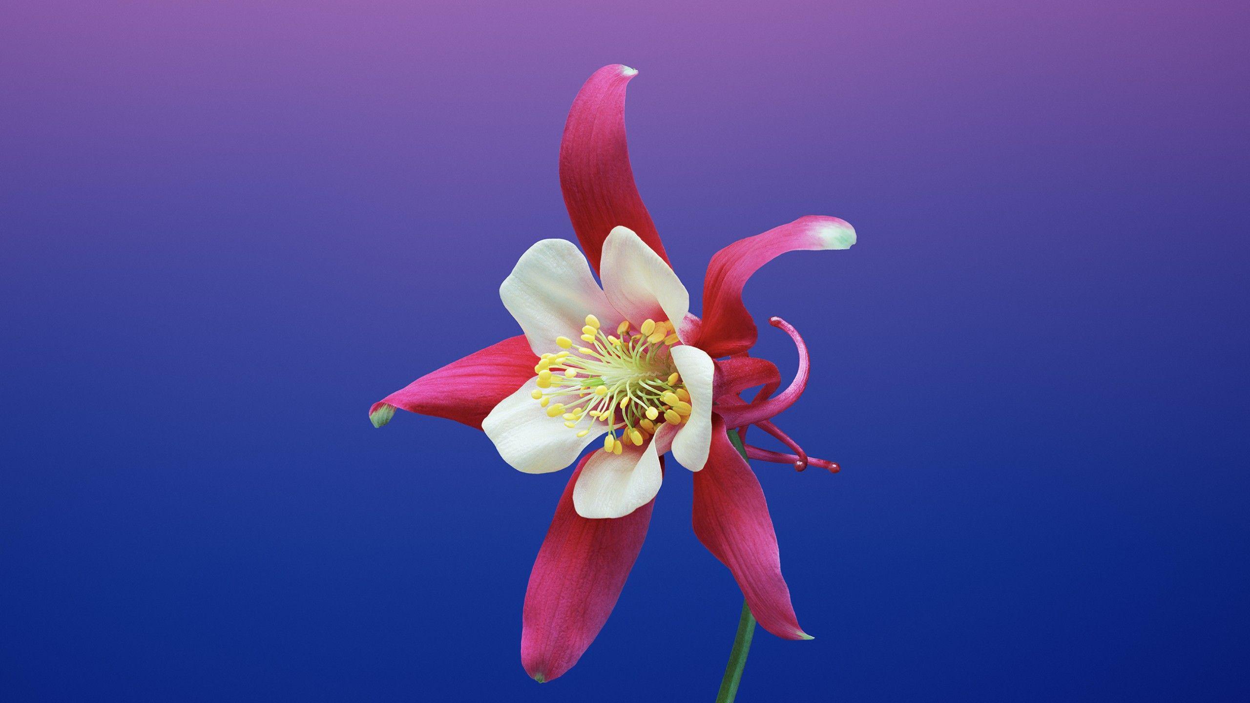 2560x1440 Wallpaper iPhone X wallpaper, iPhone flower, iOS retina, 4k