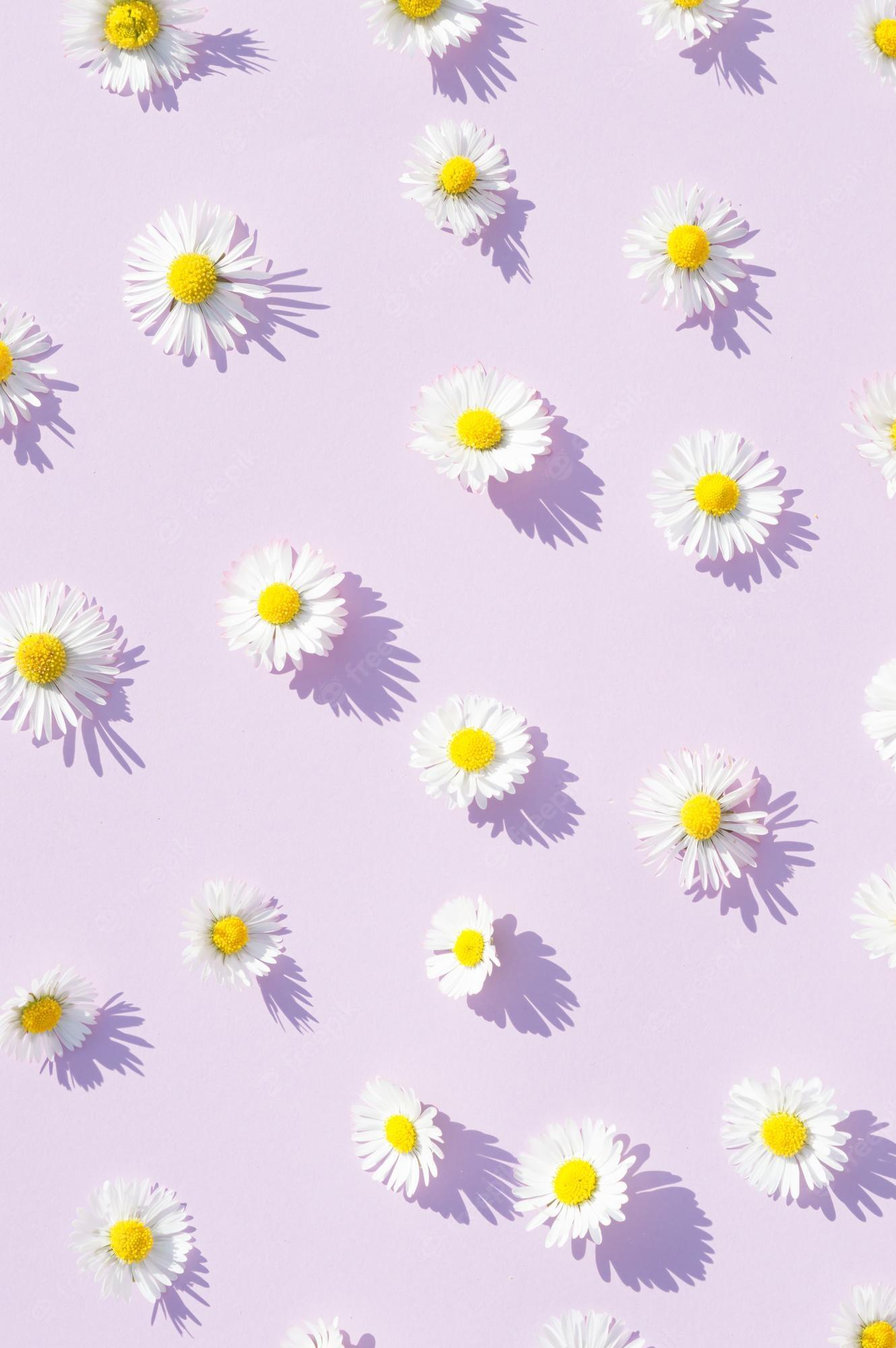 purple daisy flower wallpaper