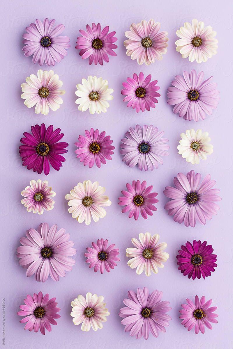 Daisy Purple Wallpapers Top Free Daisy Purple Backgrounds Wallpaperaccess