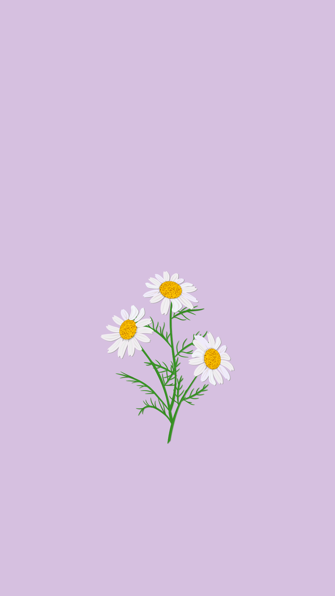 Daisy Purple Wallpapers Top Free Daisy Purple Backgrounds Wallpaperaccess