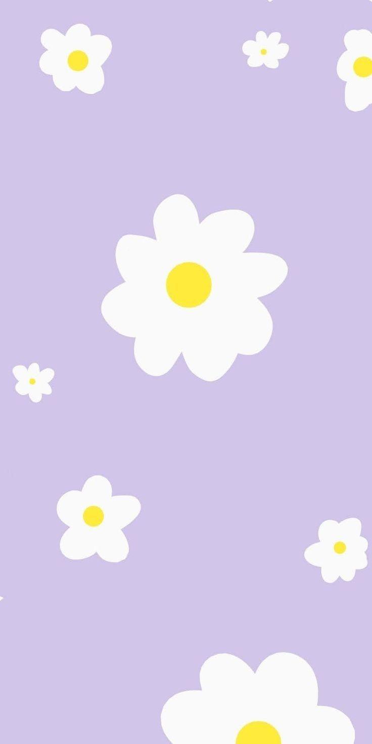 Daisy Purple Wallpapers Top Free Daisy Purple Backgrounds