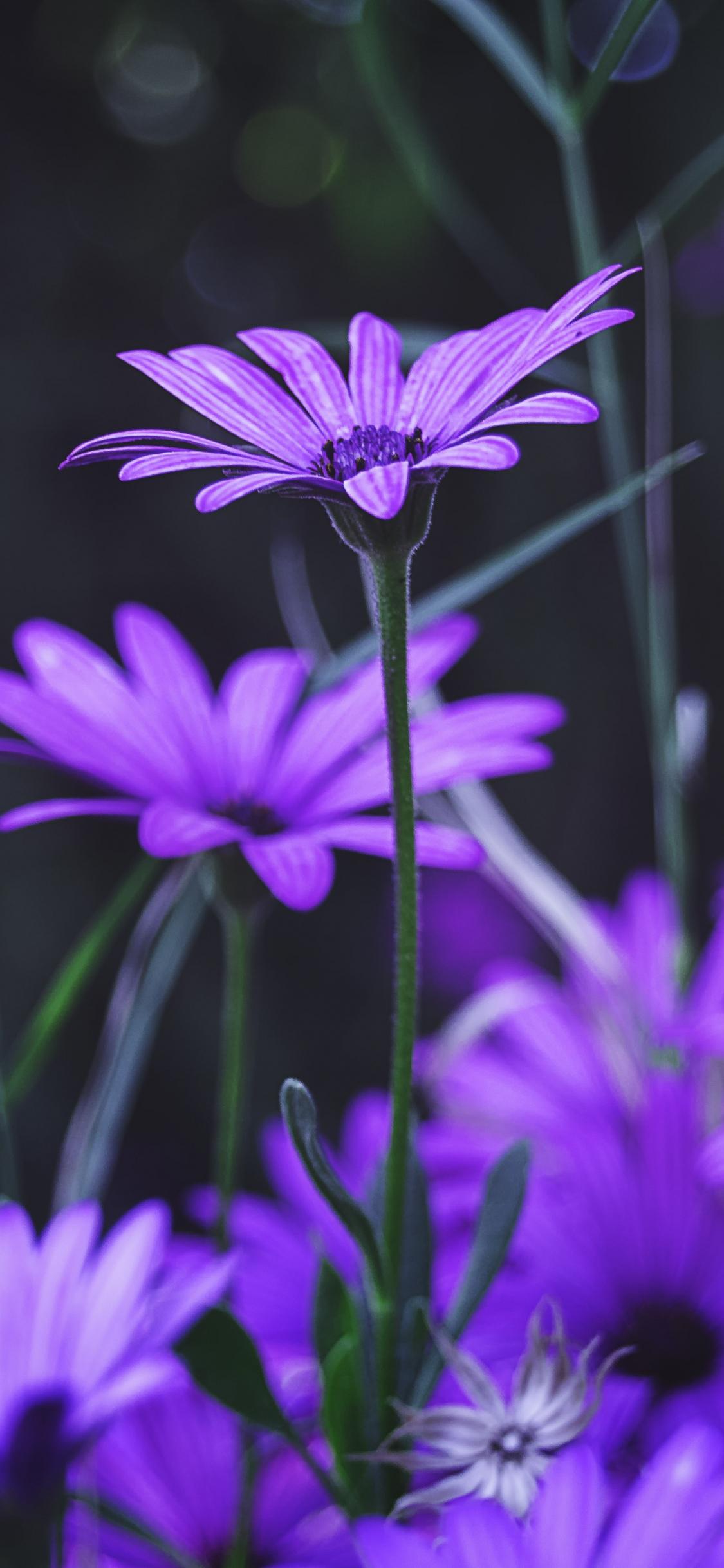 1125x2436 Download wallpaper 1125x2436 garden, flowers, purple daisy, bloom, iphone x, 1125x2436 HD background, 9003