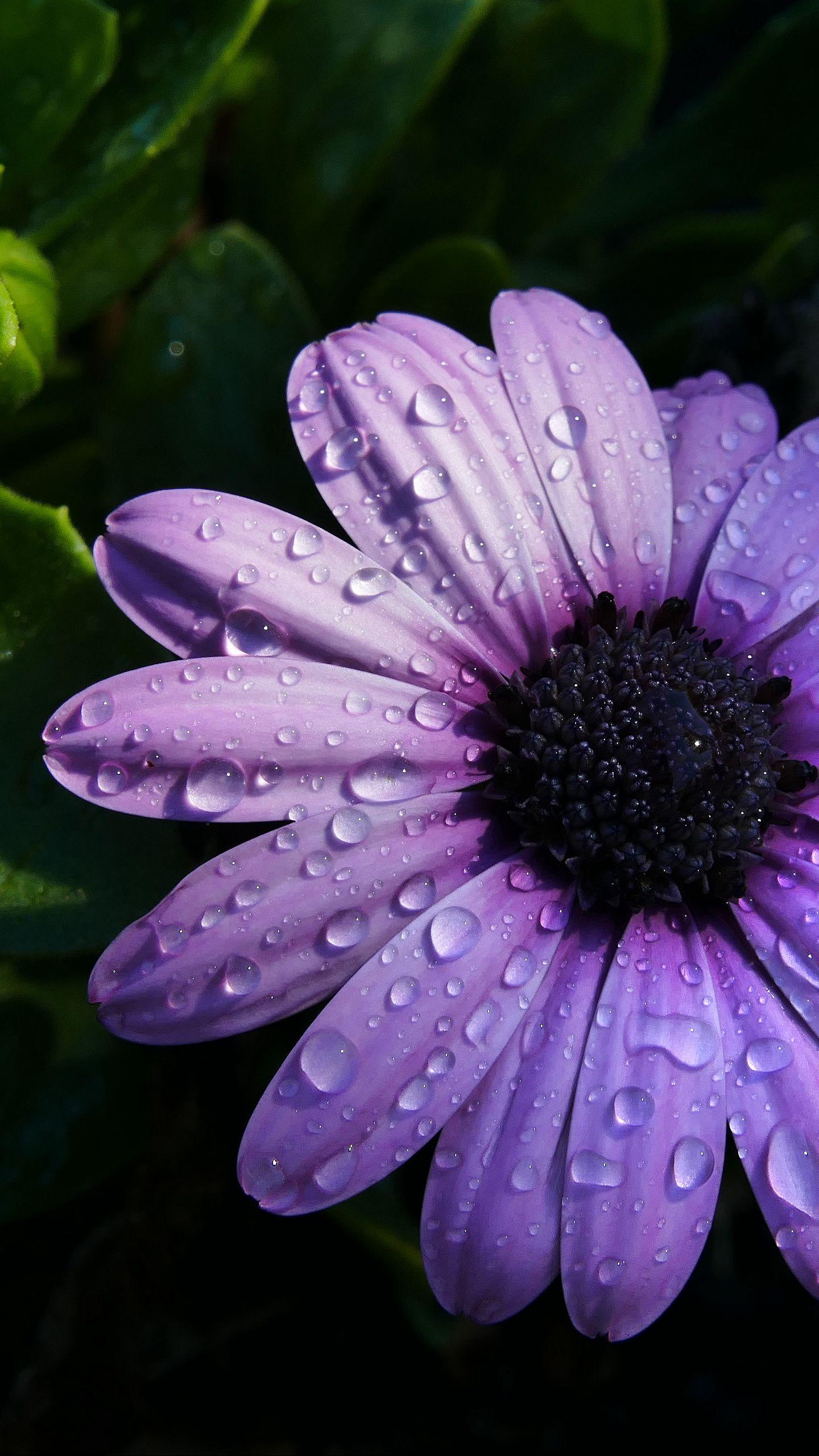 Daisy Purple Wallpapers - Top Free Daisy Purple Backgrounds