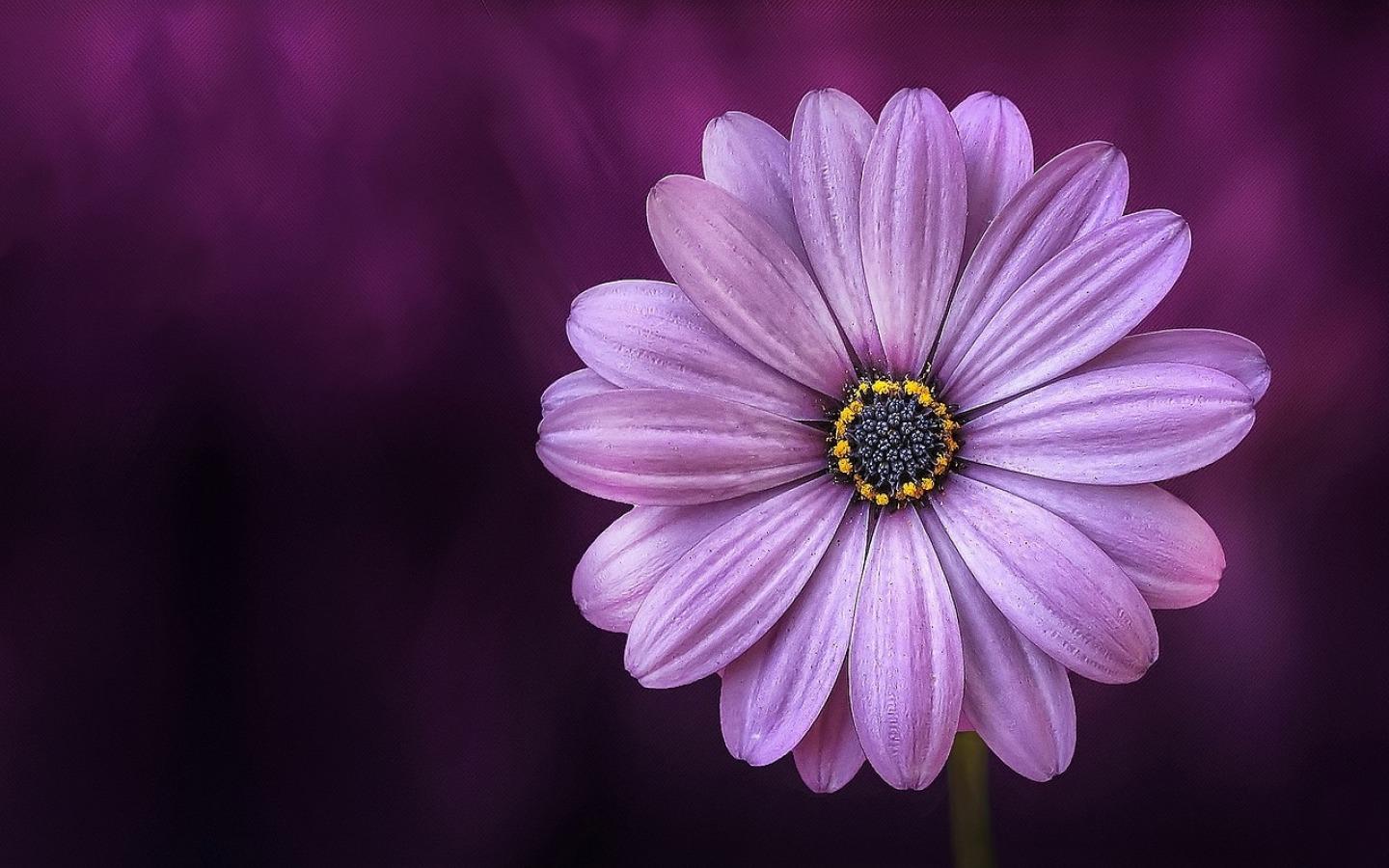 Daisy Purple Wallpapers - Top Free Daisy Purple Backgrounds