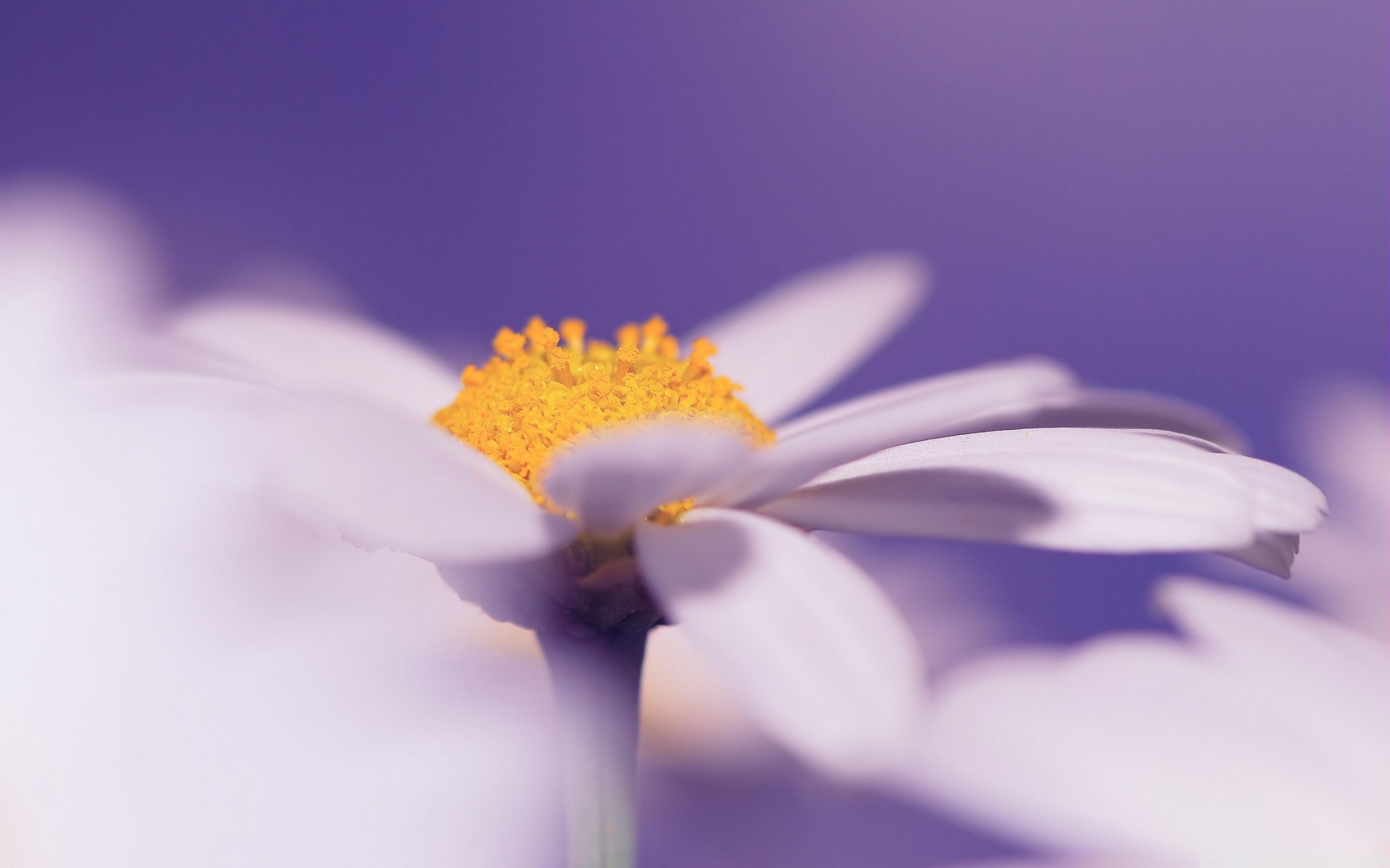 Daisy Purple Wallpapers - Top Free Daisy Purple Backgrounds