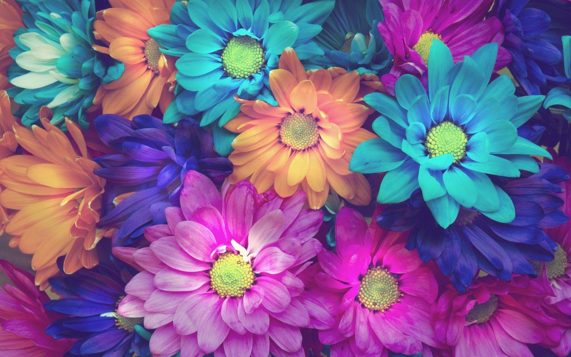 1920x1200 Colorful Daisies Wallpaper