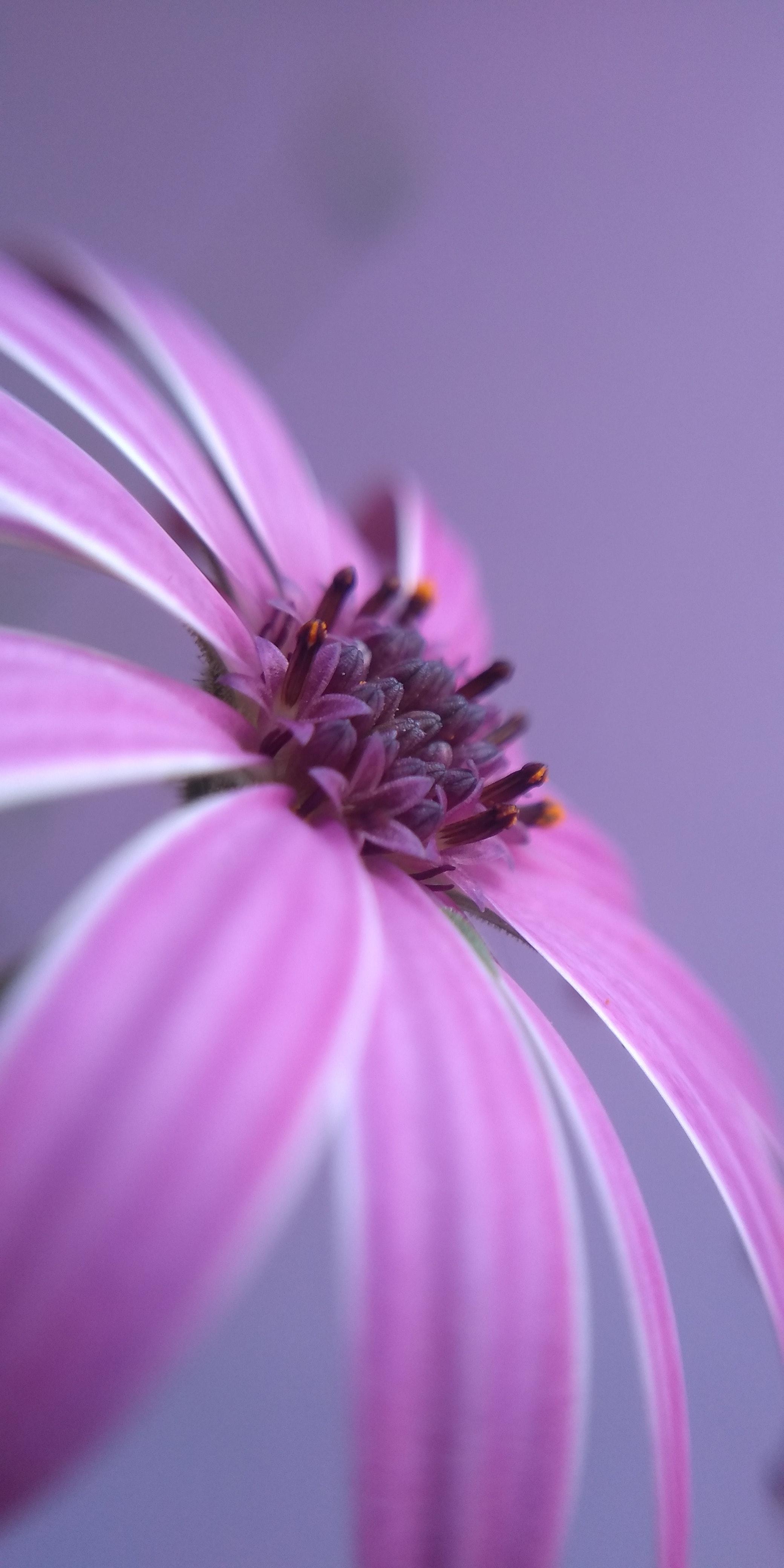 Daisy Purple Wallpapers - Top Free Daisy Purple Backgrounds