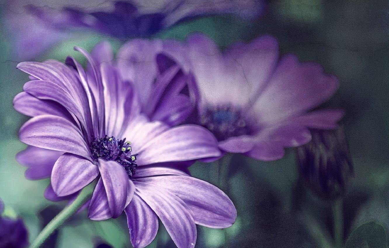 Daisy Purple Wallpapers - Top Free Daisy Purple Backgrounds