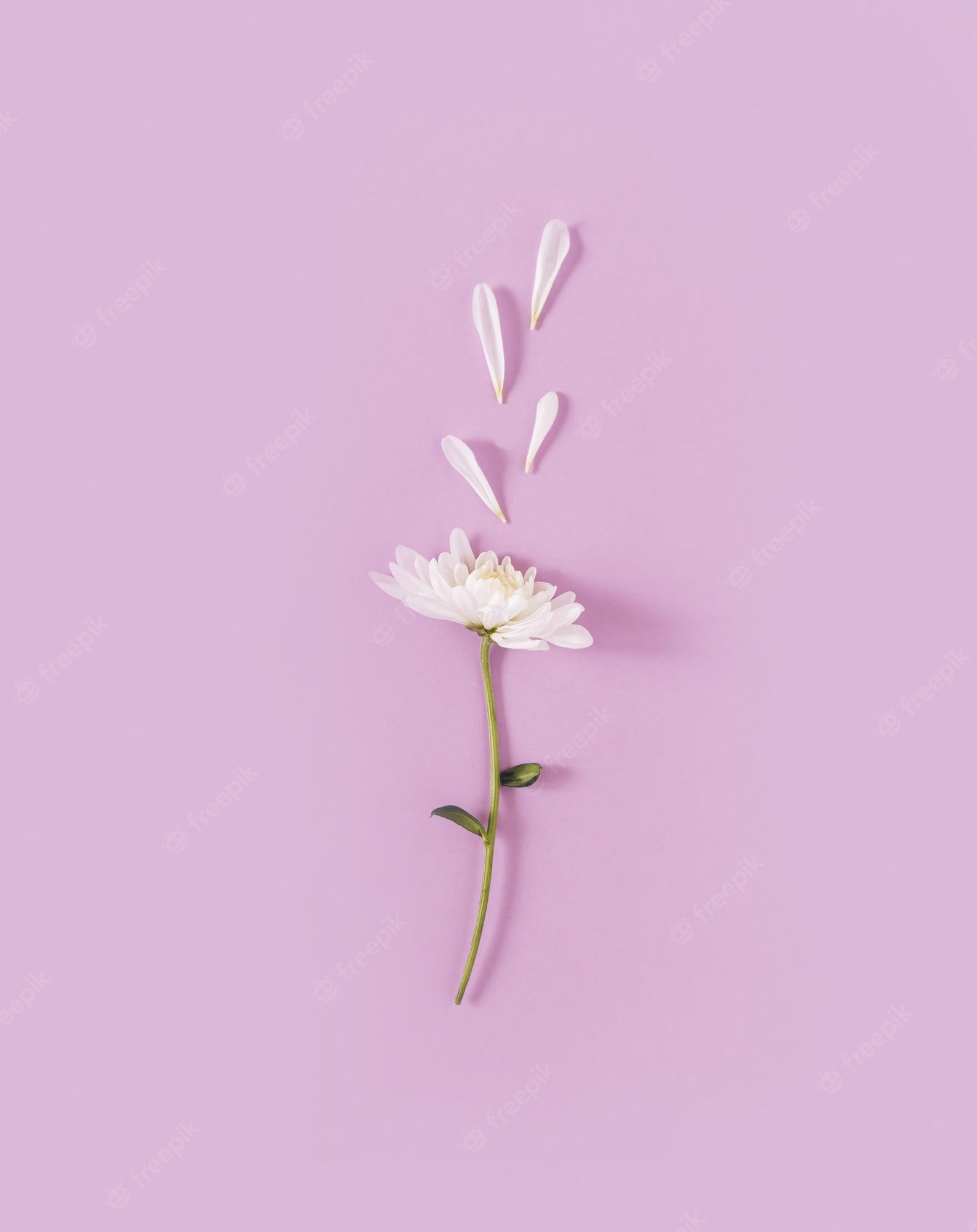 1586x2000 Premium Photo. White daisy flower with fallen petals on pastel purple background minimal womans day concept