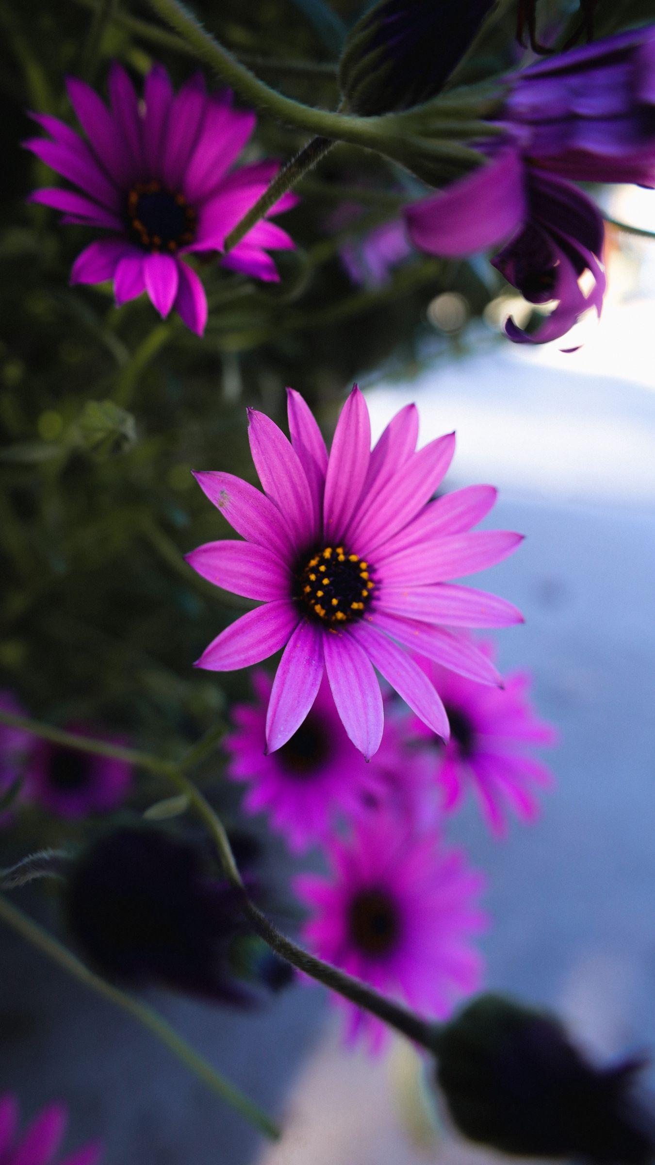 Daisy Purple Wallpapers - Top Free Daisy Purple Backgrounds