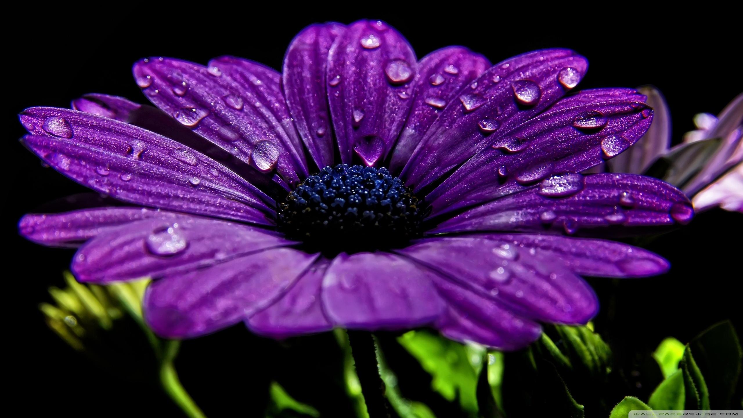 Daisy Purple Wallpapers - Top Free Daisy Purple Backgrounds