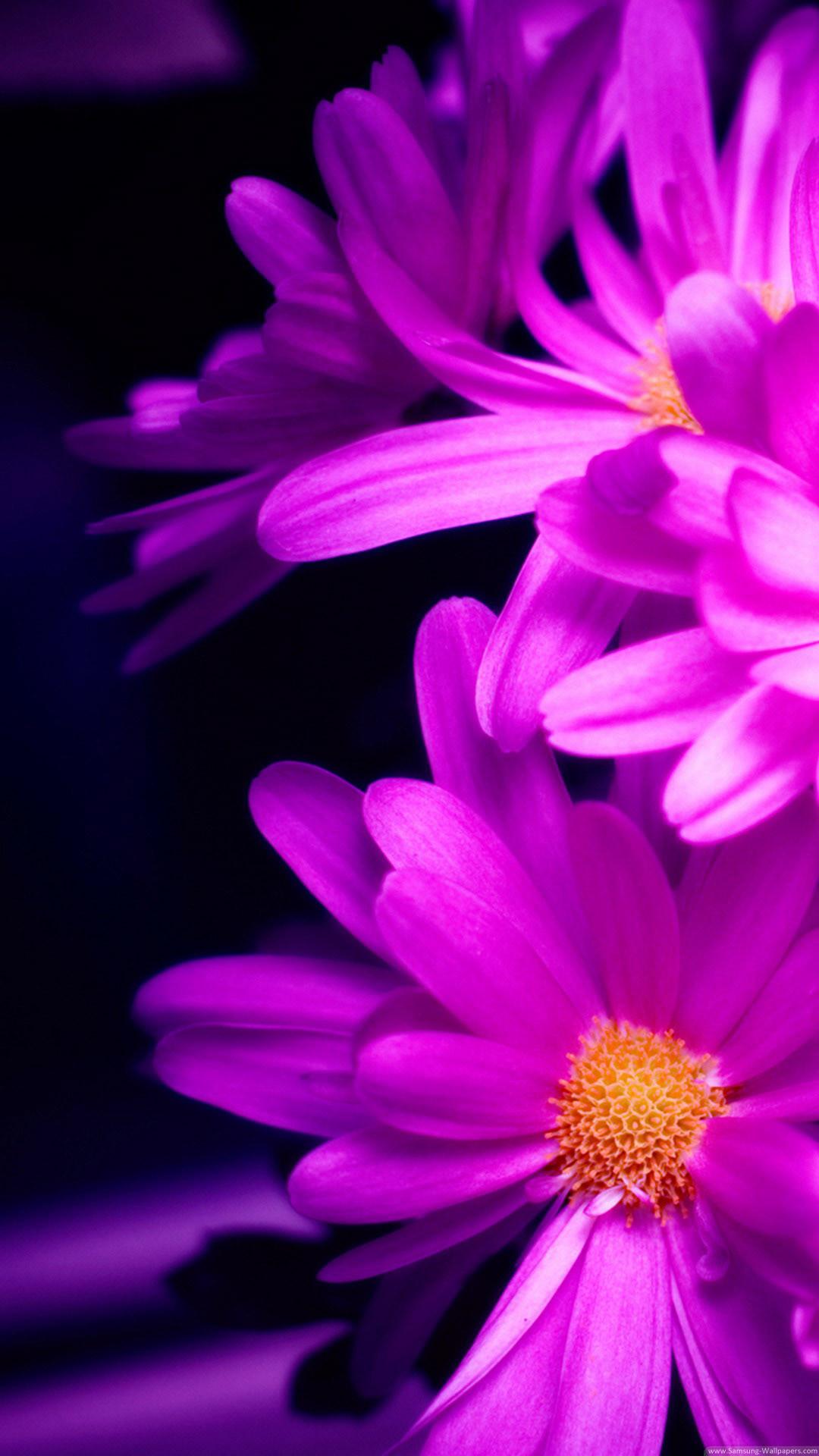 1080x1920 Purple Pink Daisy Flower Bouquet Macro #iPhone #plus #wallpaper