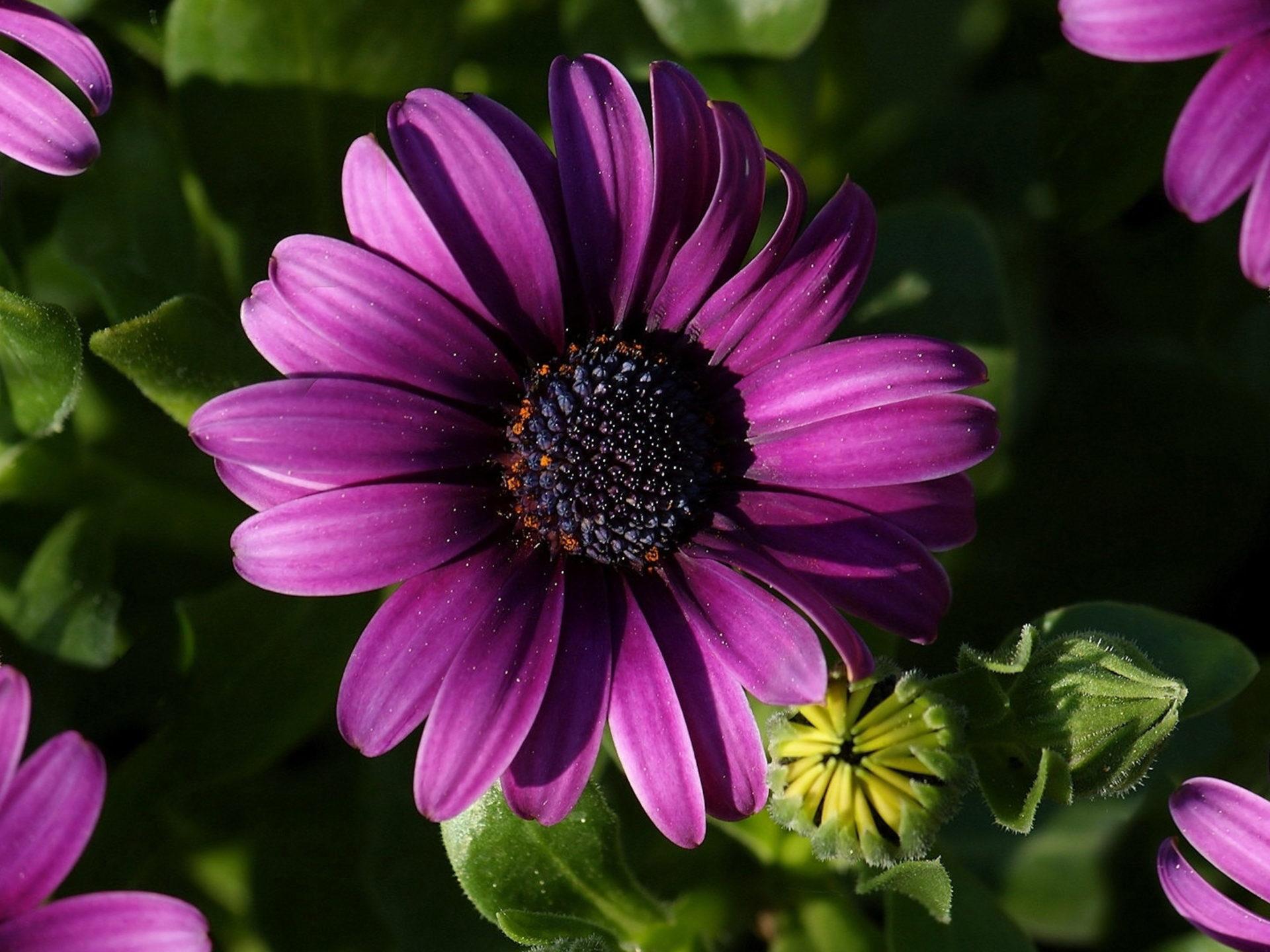 1920x1440 Purple Flower Purple Gerbera Daisy Picture Flowers Wallpaper Desktop Background 3840x2160 :
