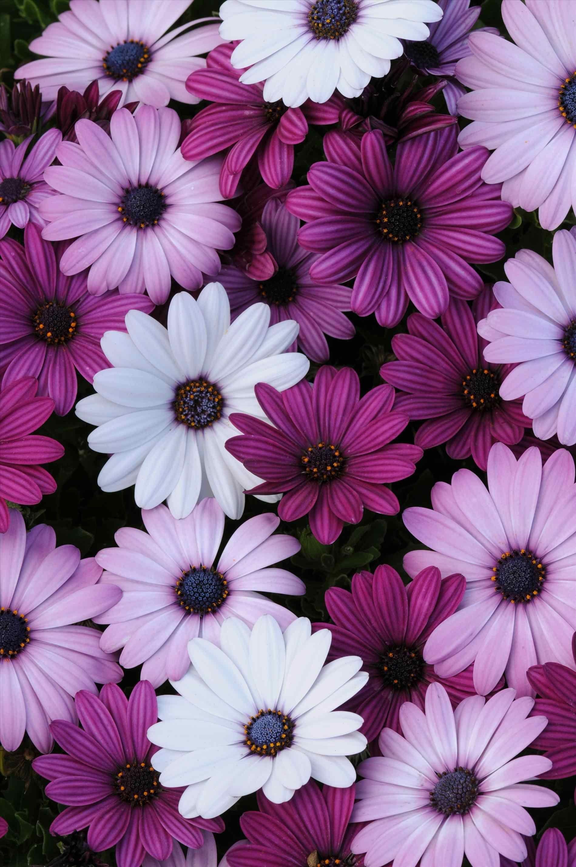 1899x2860 Purple Flower Tumblr Wallpaper