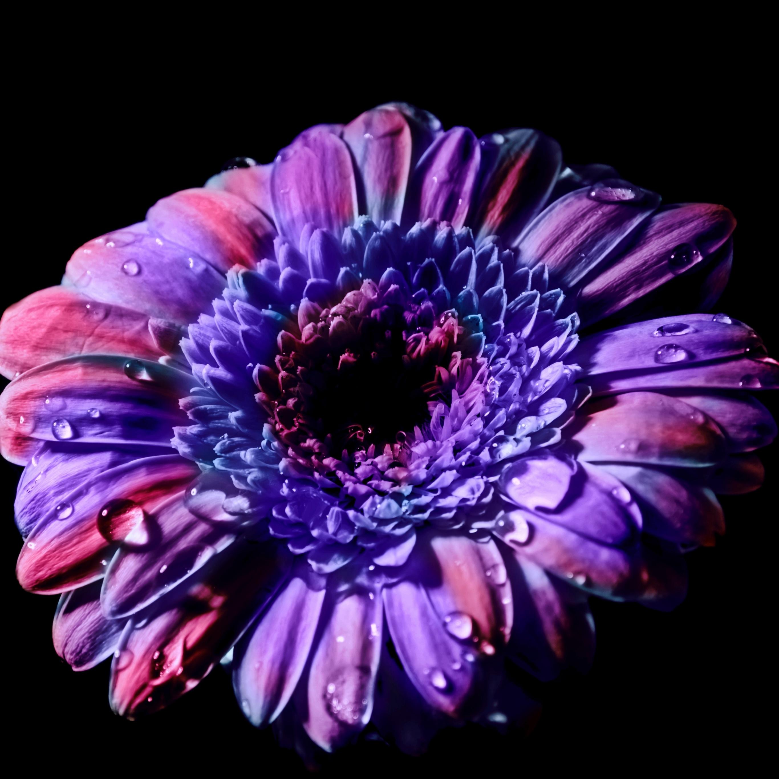 2732x2732 Gerbera Daisy Wallpaper 4K, Purple Flower, Flowers