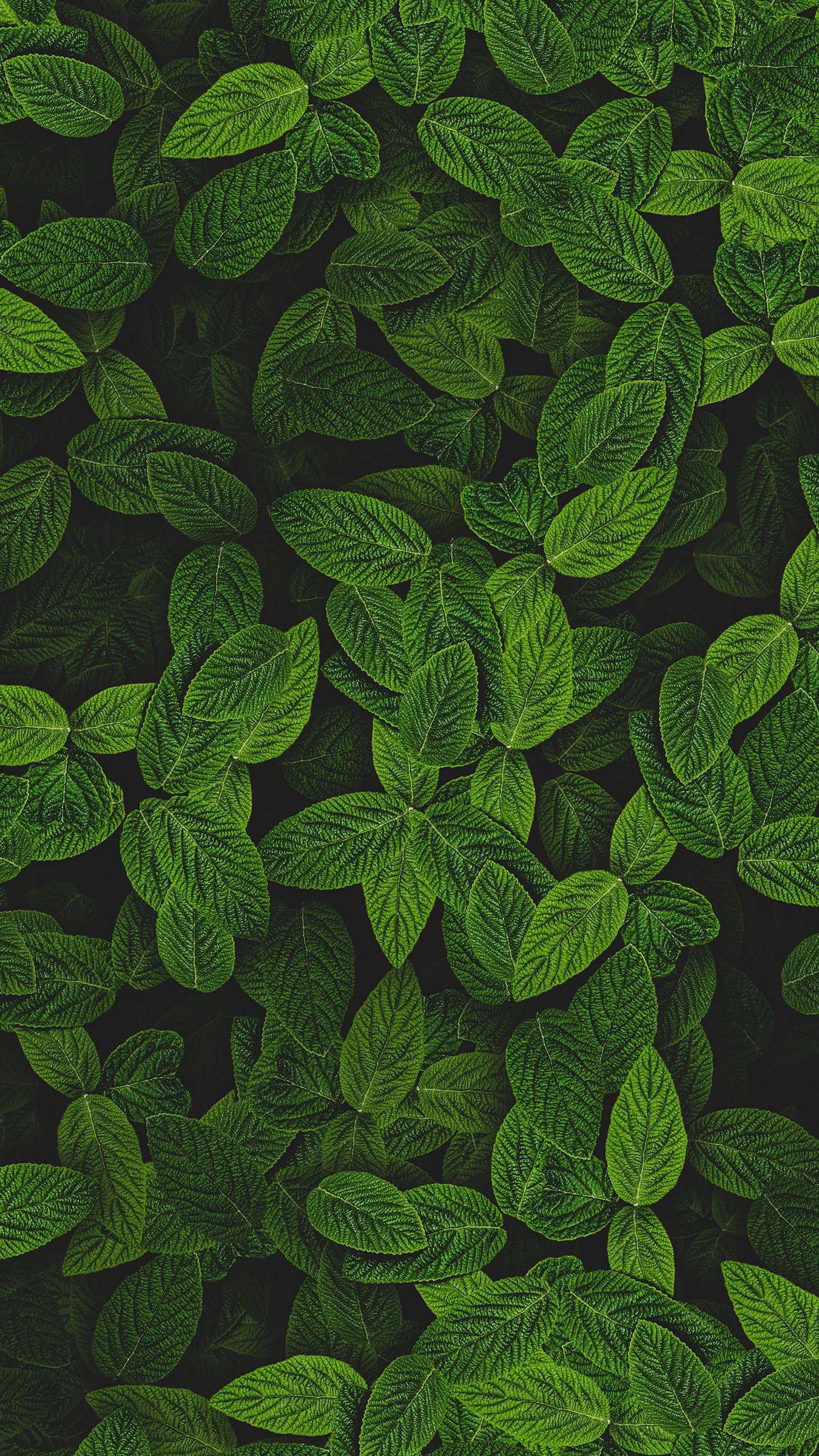 Mint iPhone Wallpapers Top Free Mint iPhone Backgrounds WallpaperAccess