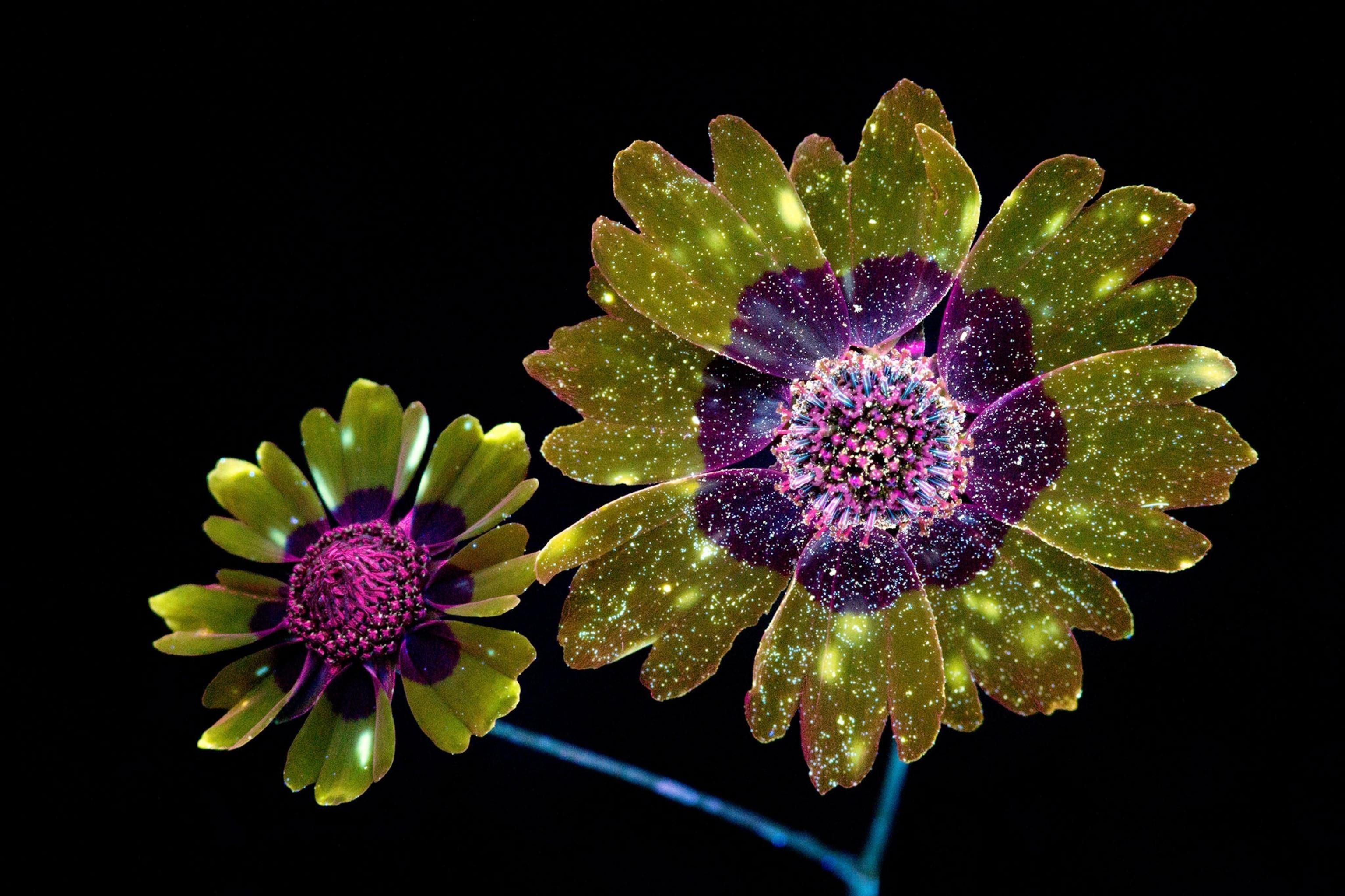 3072x2048 Picture: Flowers Glow Under UV Induced Visible Fluorescence