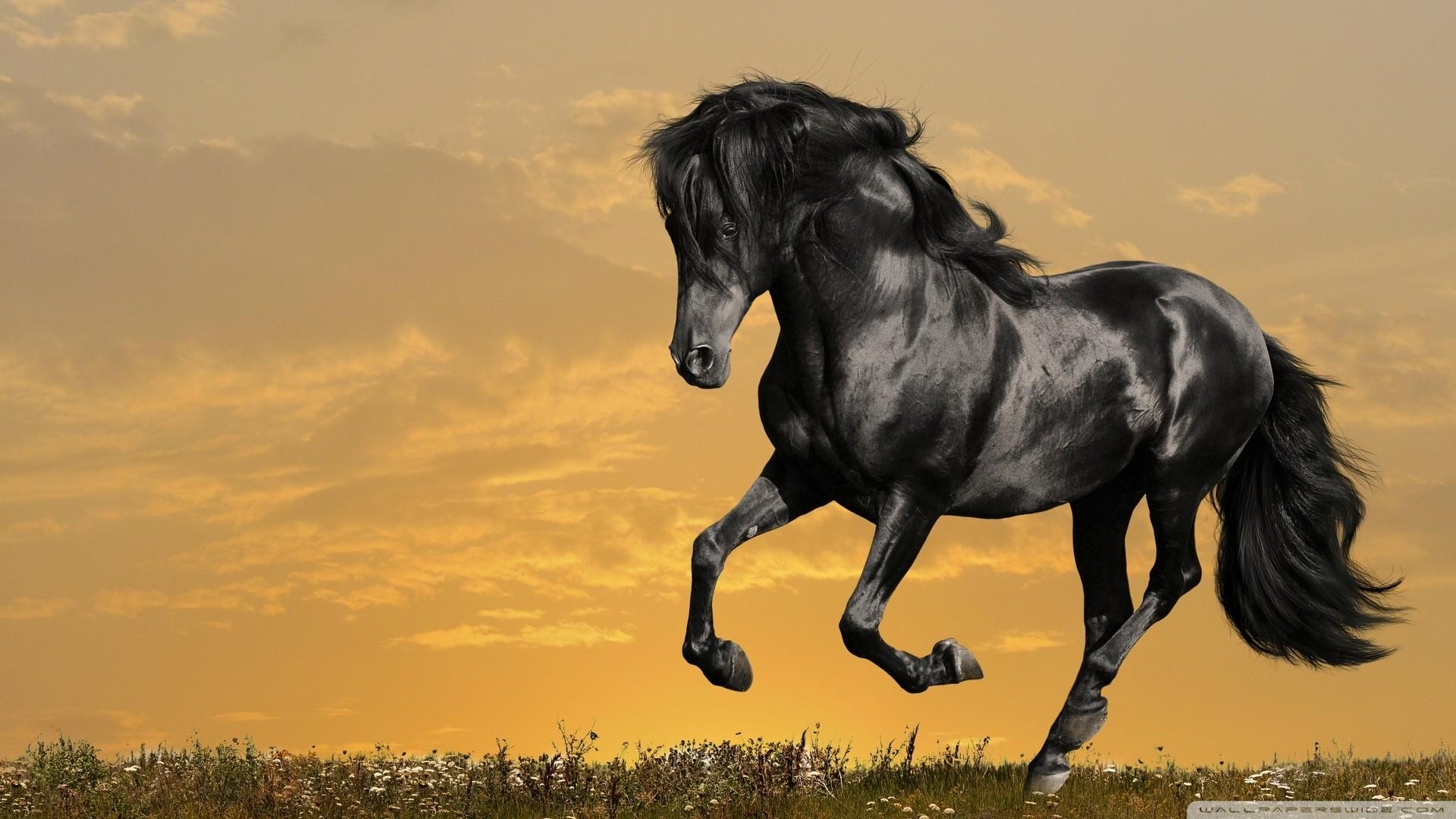 1920x1080 Wallpaper Horses