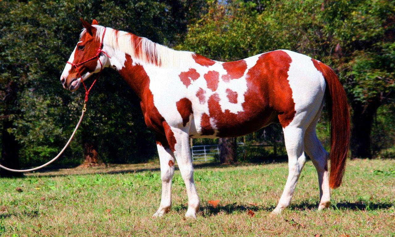 1280x768 Draft Horse Wallpaper