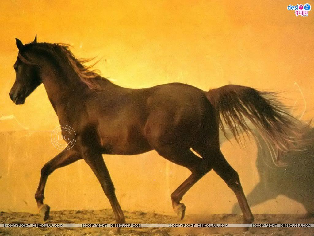 1024x768 Horse Wallpaper Wallpaper Download, Indian Hot Celebrities Wallpaper, Bollywood Actors And Actorsses, Hot Wallpaper Download, Desktop Wallpaper, Bollywood Actresses
