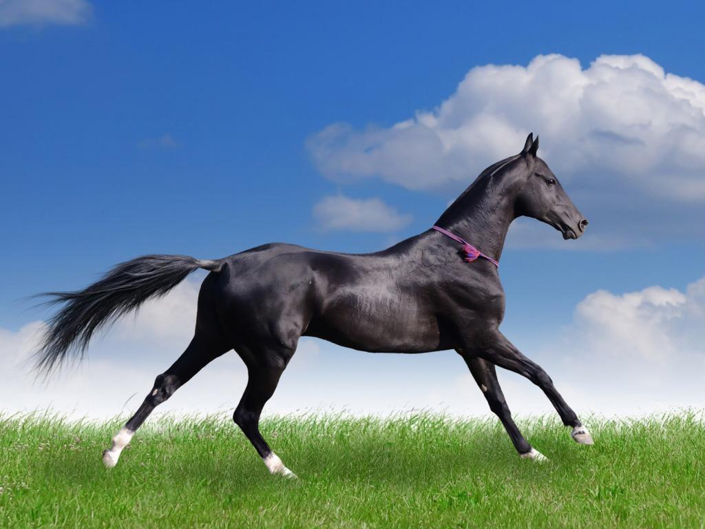 1024x768 Fun Animals Wiki, Videos, Picture, Stories: Thoroughbreds Wallpaper