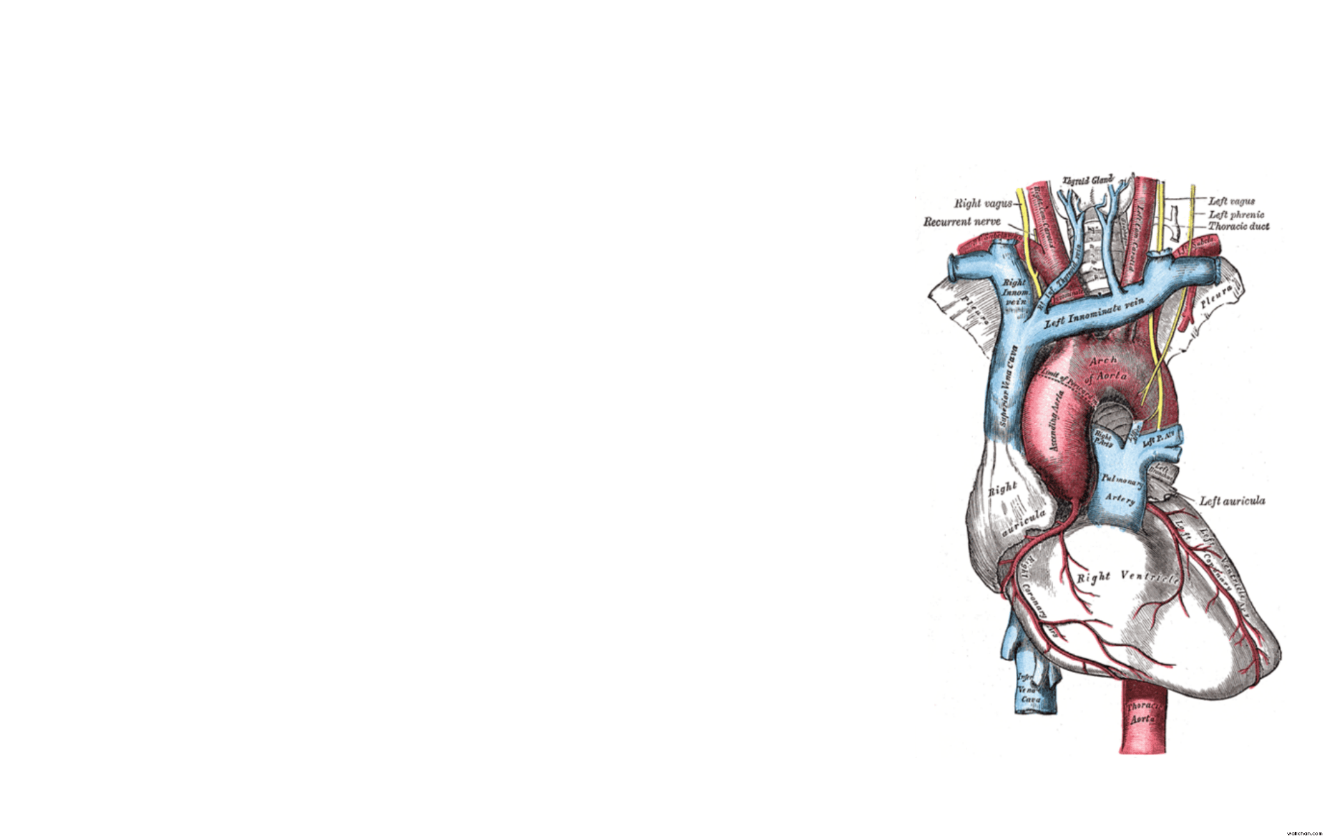 1900x1200 Heart Anatomy Wallpaper Free Heart Anatomy Background - Medical wallpaper, Wallpaper notebook, Nursing wallpaper