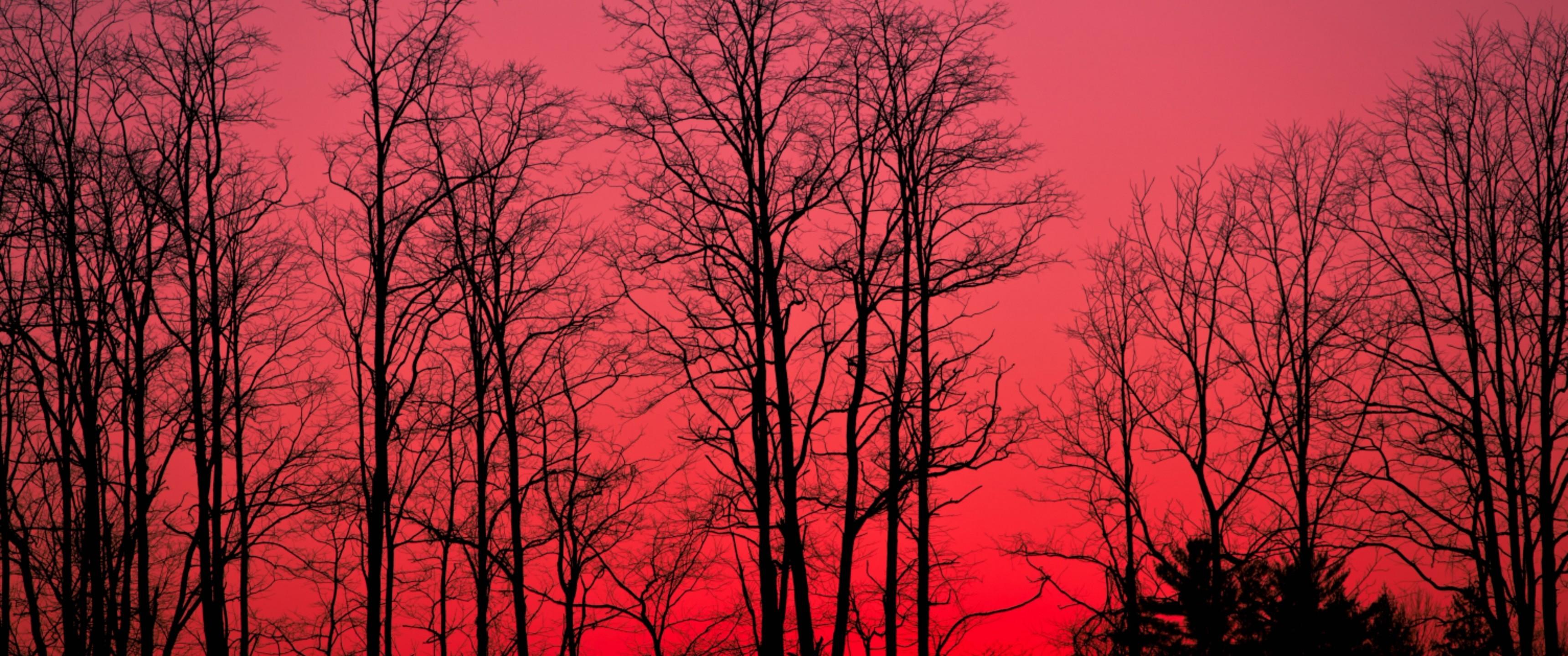 3440x1440 Red Sky, Forest, Tree Silhouette Sky Forest