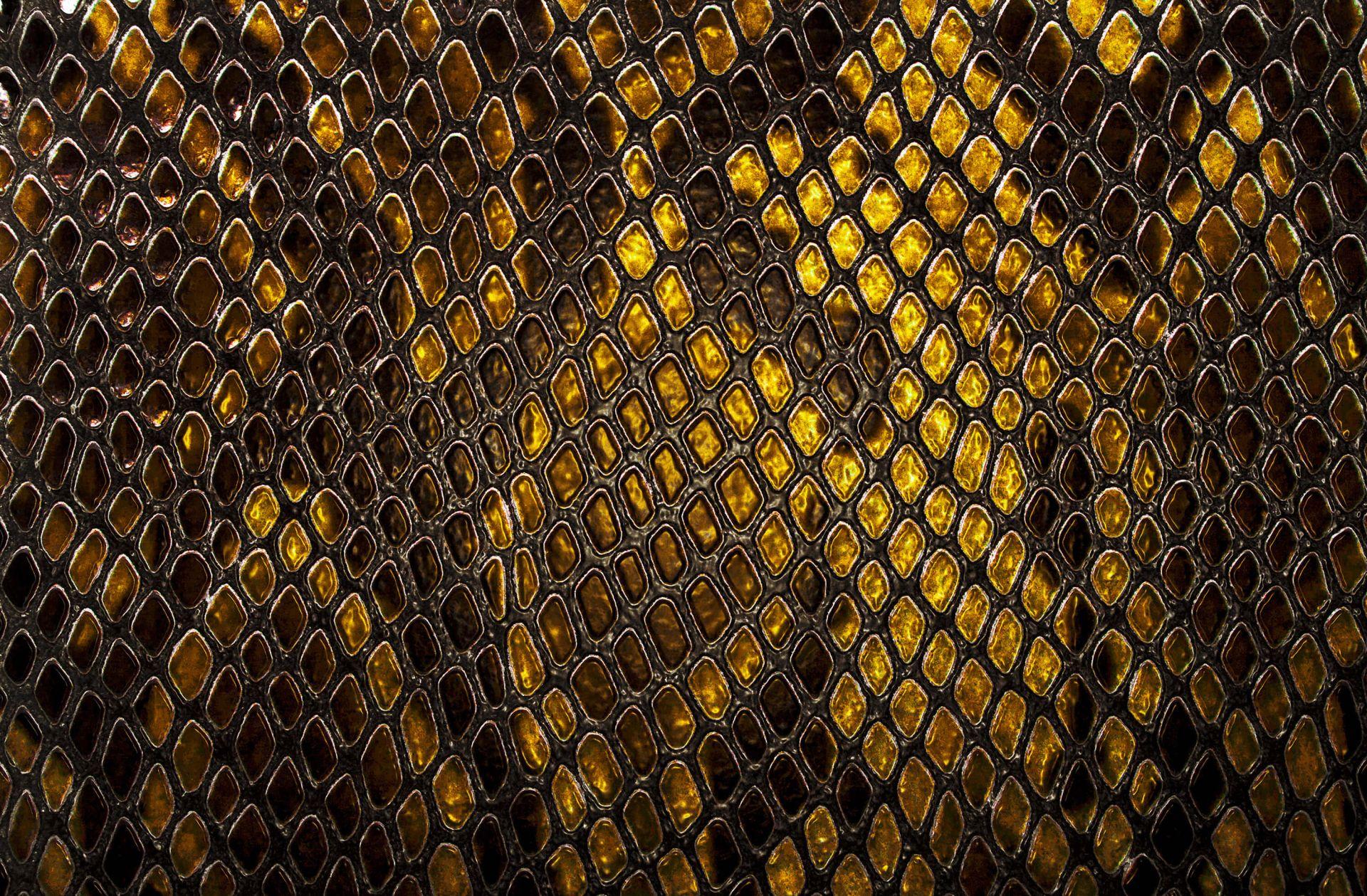 1920x1259 Snake Skin