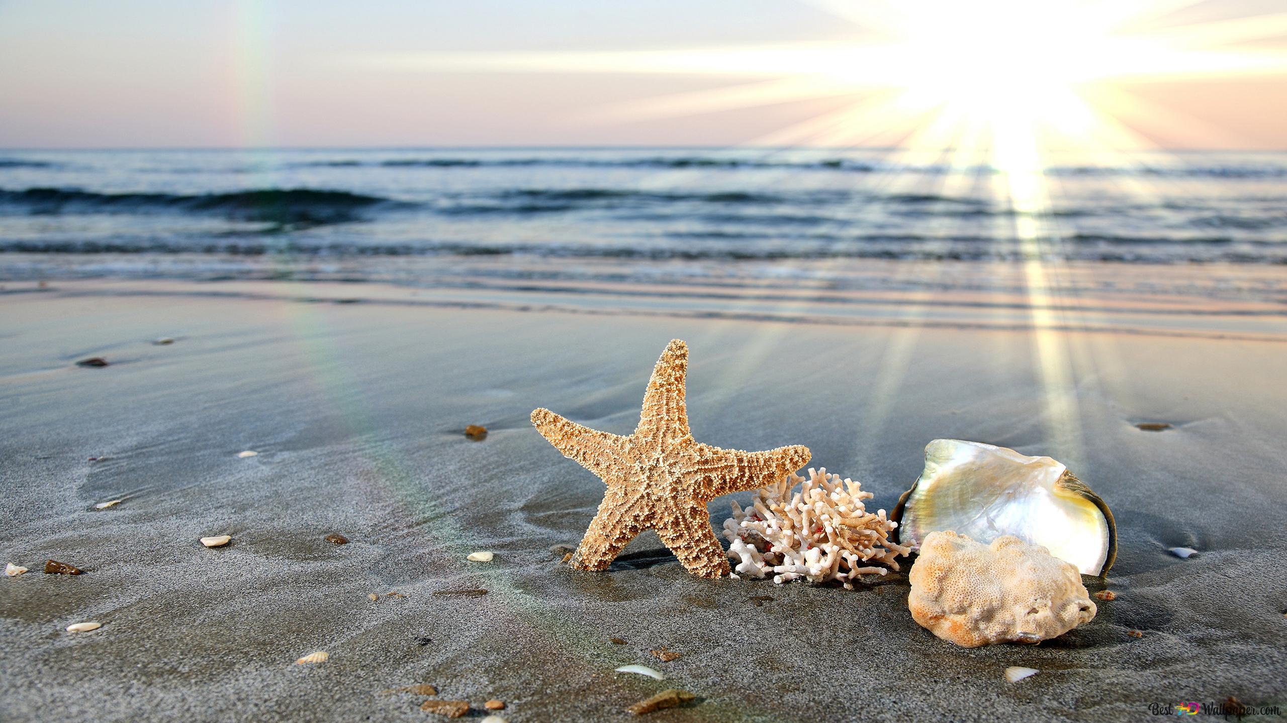2560x1440 Sea shells in the beach 2K wallpaper download